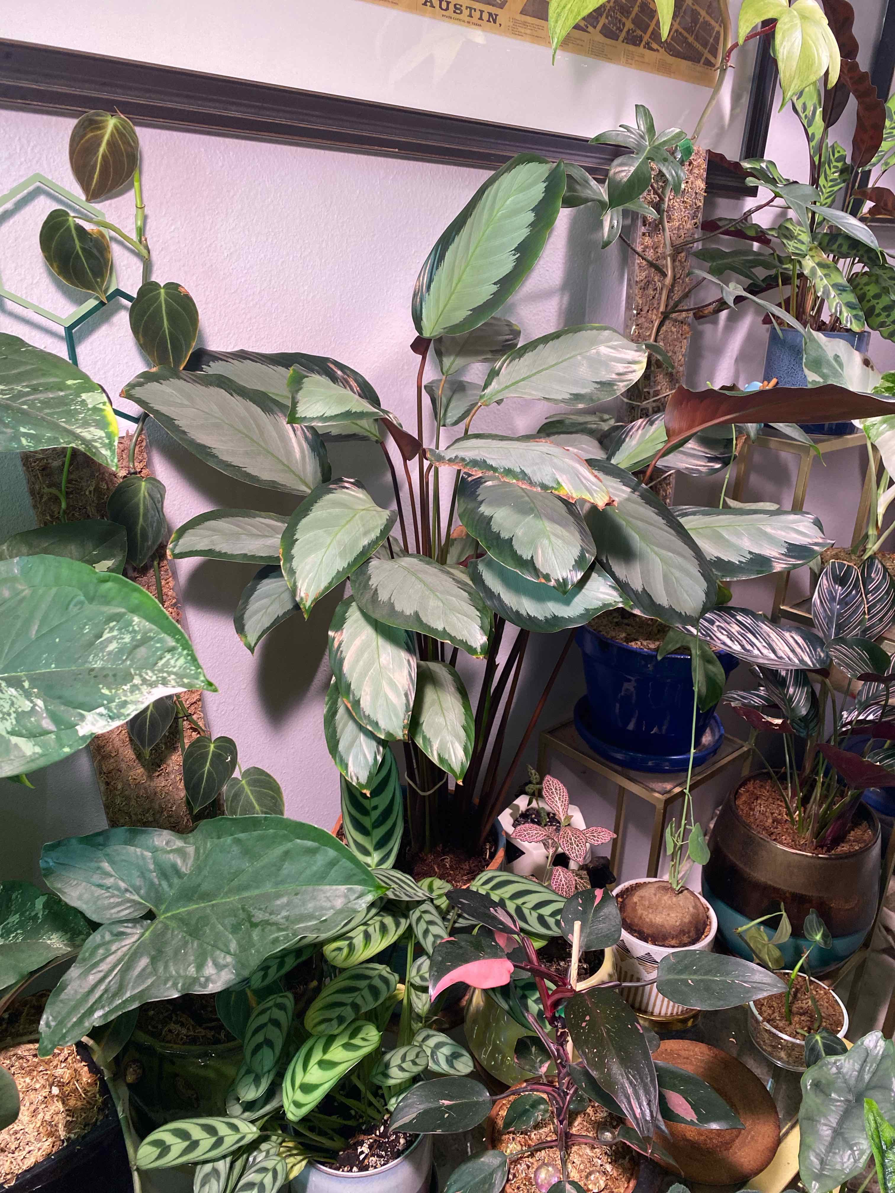 Calathea picturata 'Argentea' plant photo by @RJG named Solo Dolo on Greg, the plant care app.