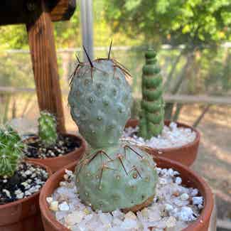 Tephrocactus geometricus plant in Austin, Texas