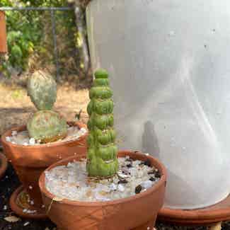 Eulychnia castanea var. varispiralis plant in Austin, Texas