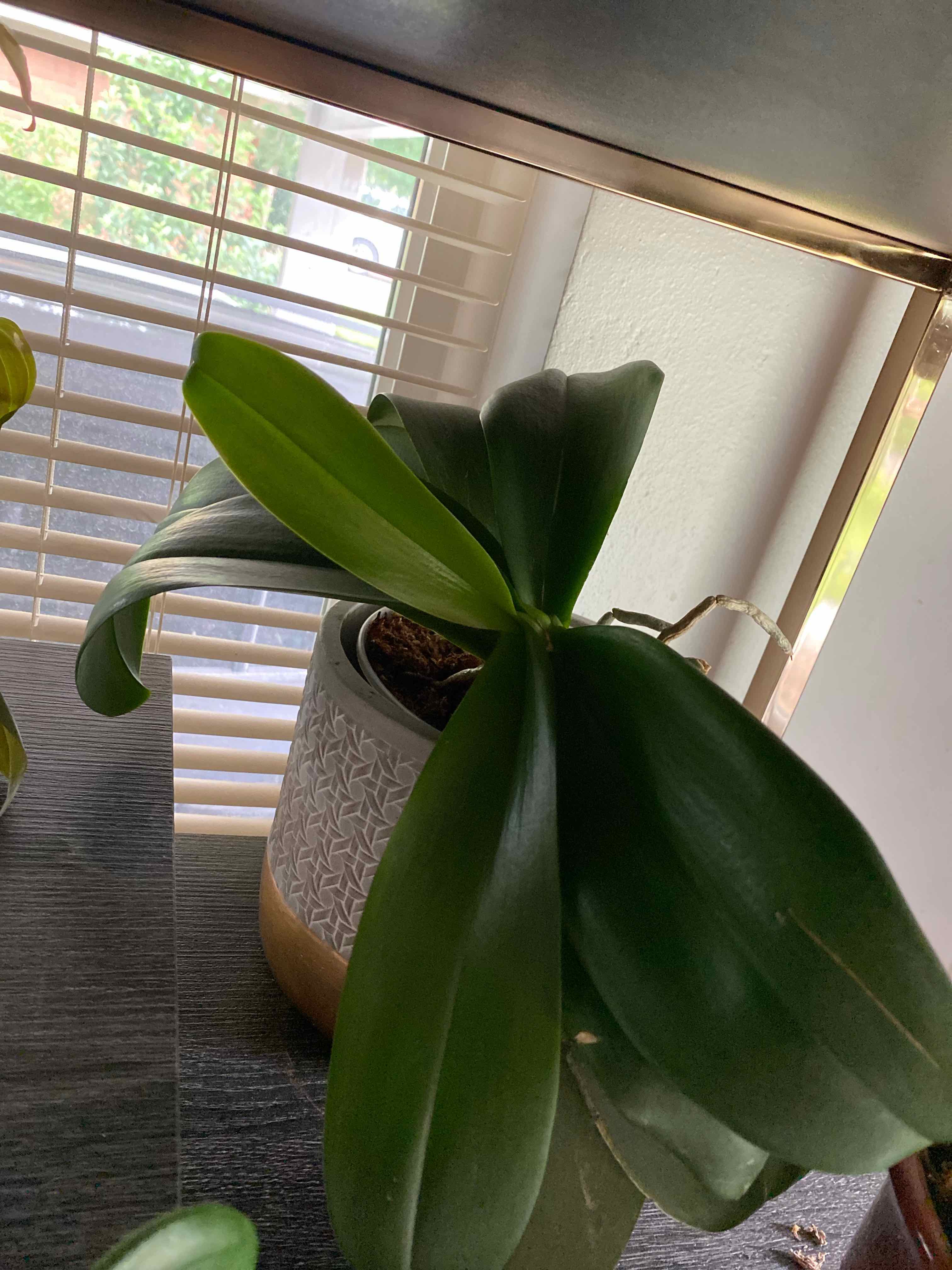 Phalaenopsis Orchid plant photo by @RJG named Shamu on Greg, the plant care app.