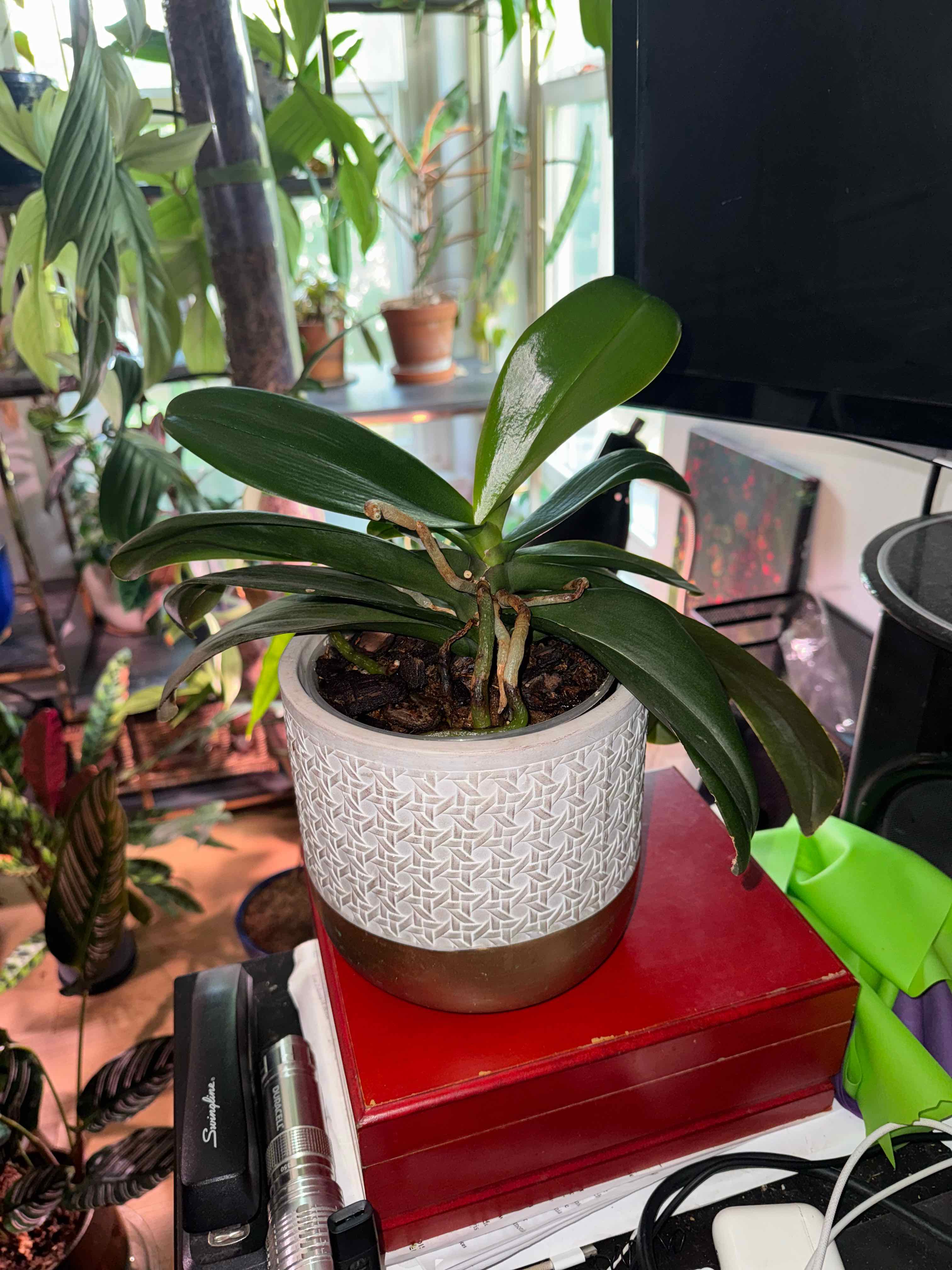 Phalaenopsis Orchid plant photo by @RJG named Shamu on Greg, the plant care app.