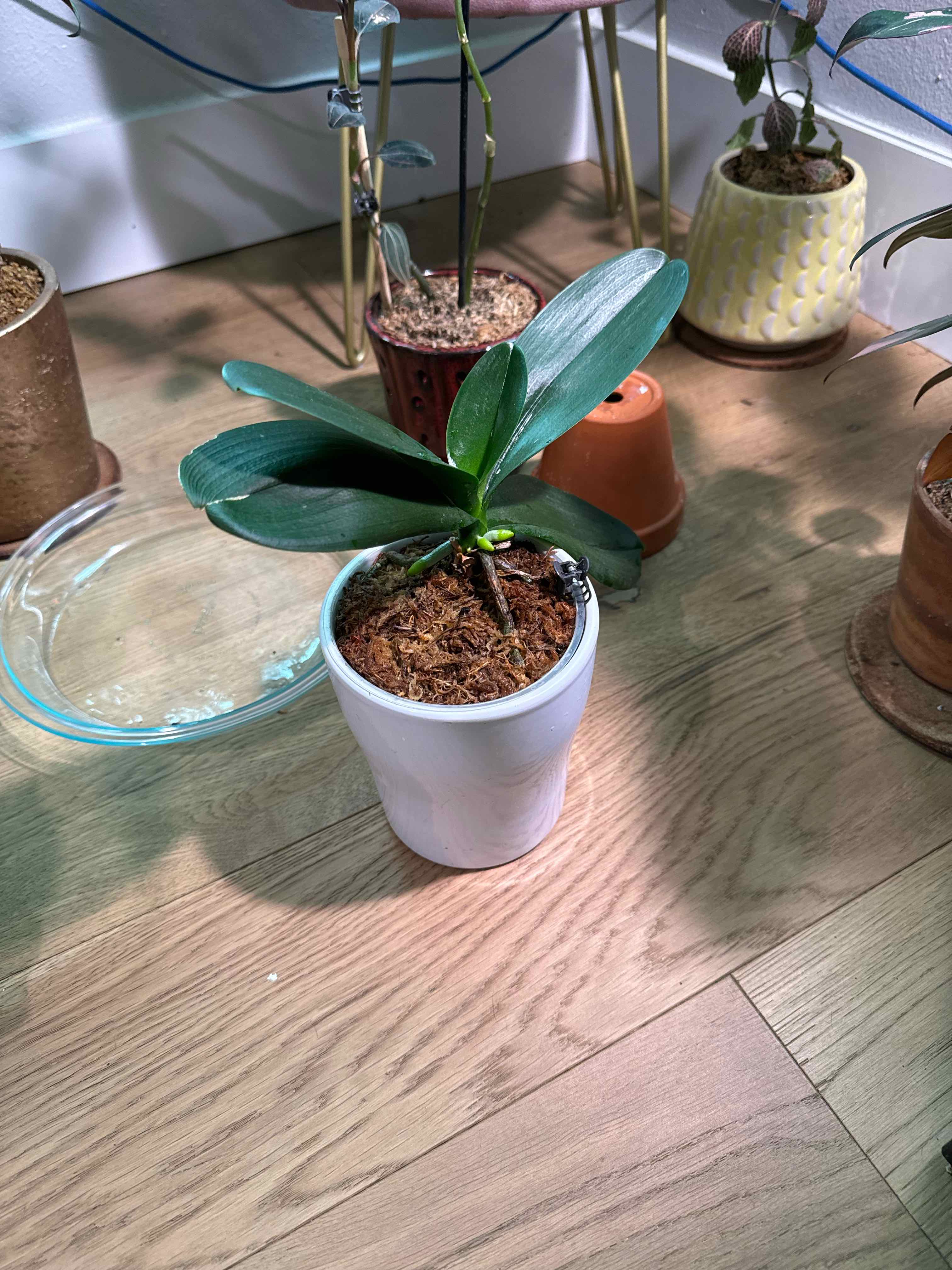 Phalaenopsis Orchid plant photo by @RJG named Lilian on Greg, the plant care app.