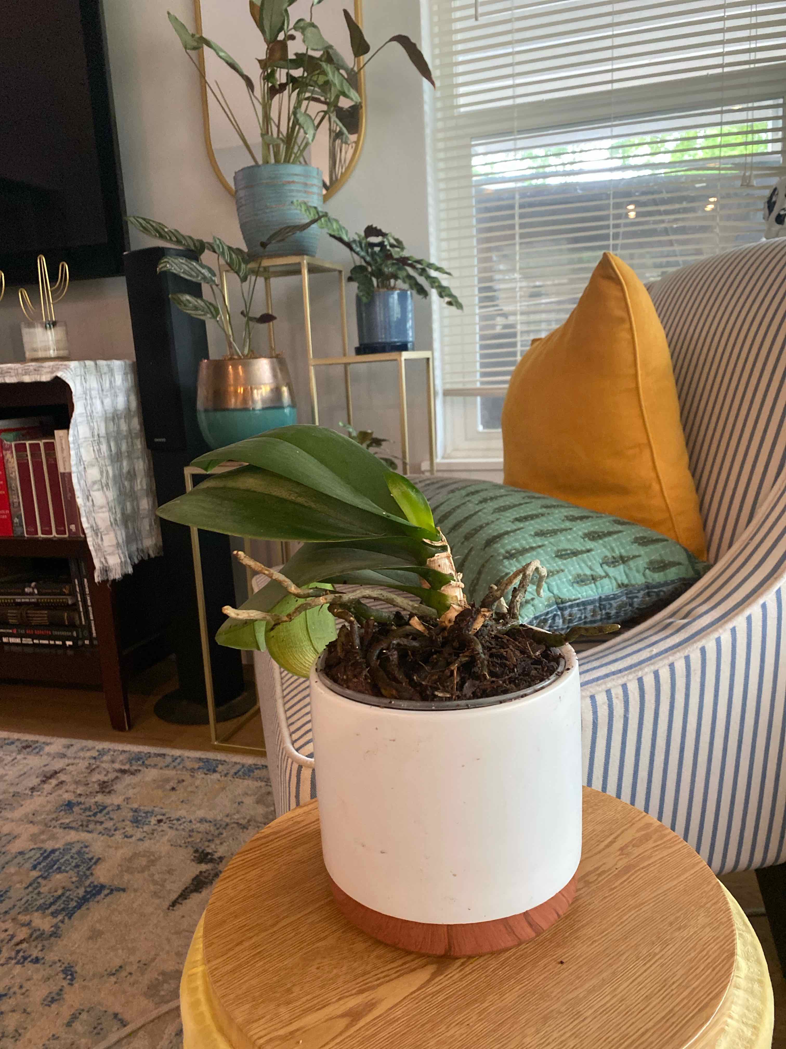 Phalaenopsis Orchid plant photo by @RJG named Semmi on Greg, the plant care app.