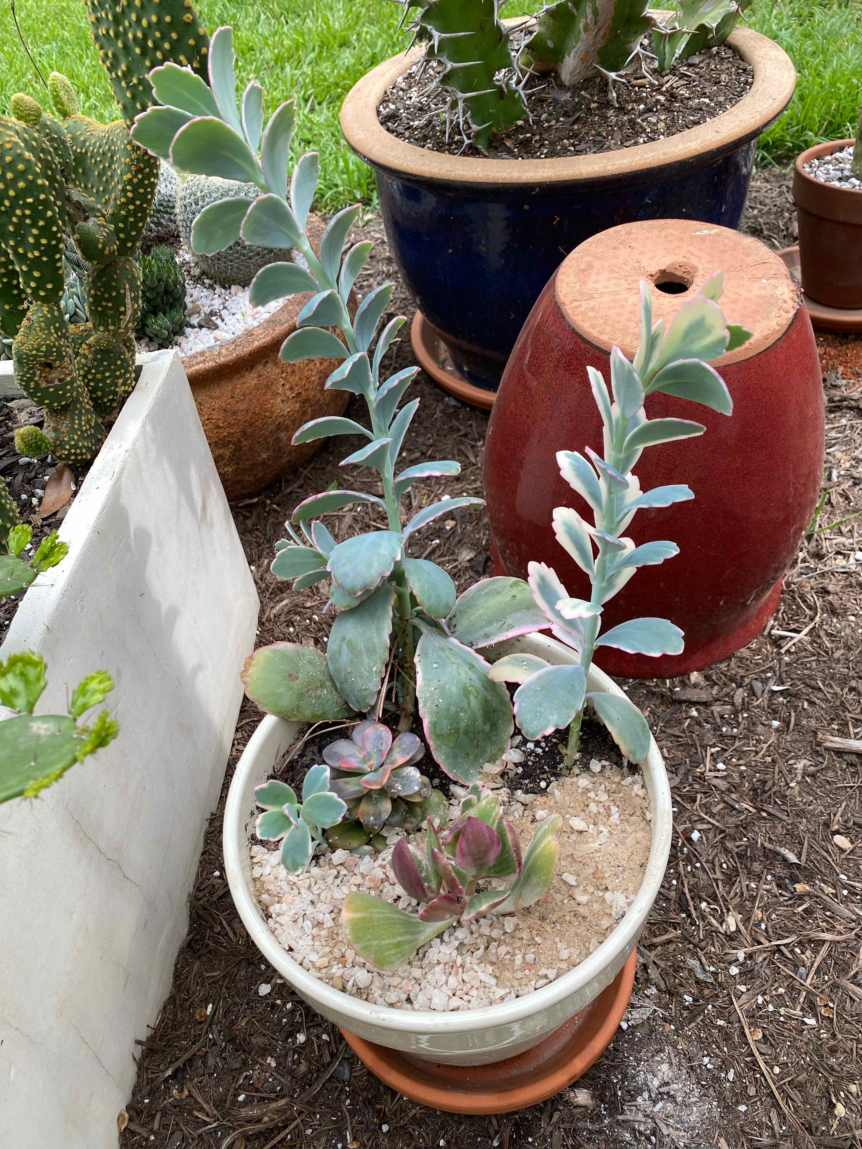 Variegatums