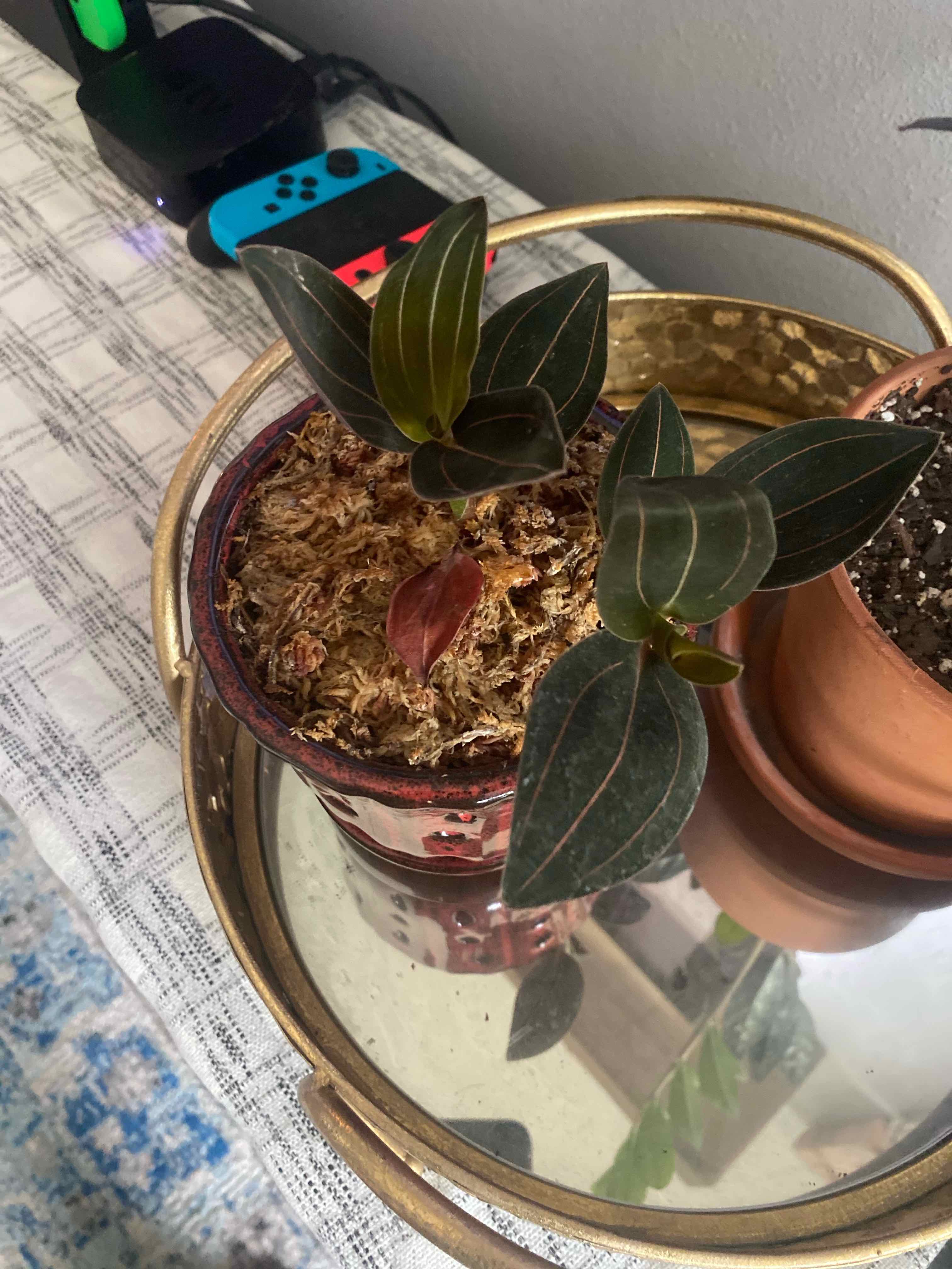 Jewel Orchid plant in a pot on a reflective surface, with visible soil and healthy leaves.