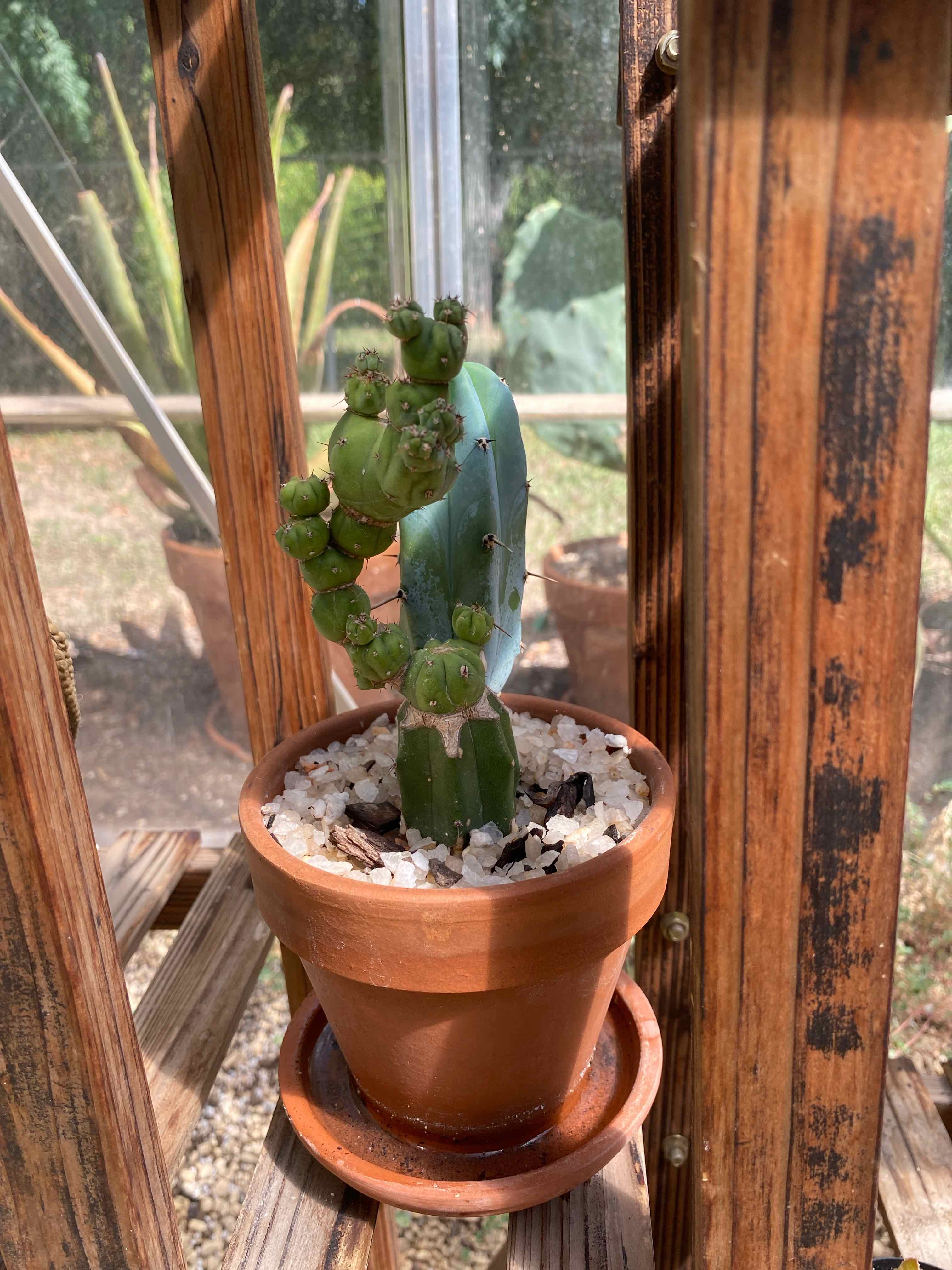 Photo of the plant species Myrtillocactus geometrizans 'Stacker' by @RJG named Curie on Greg, the plant care app