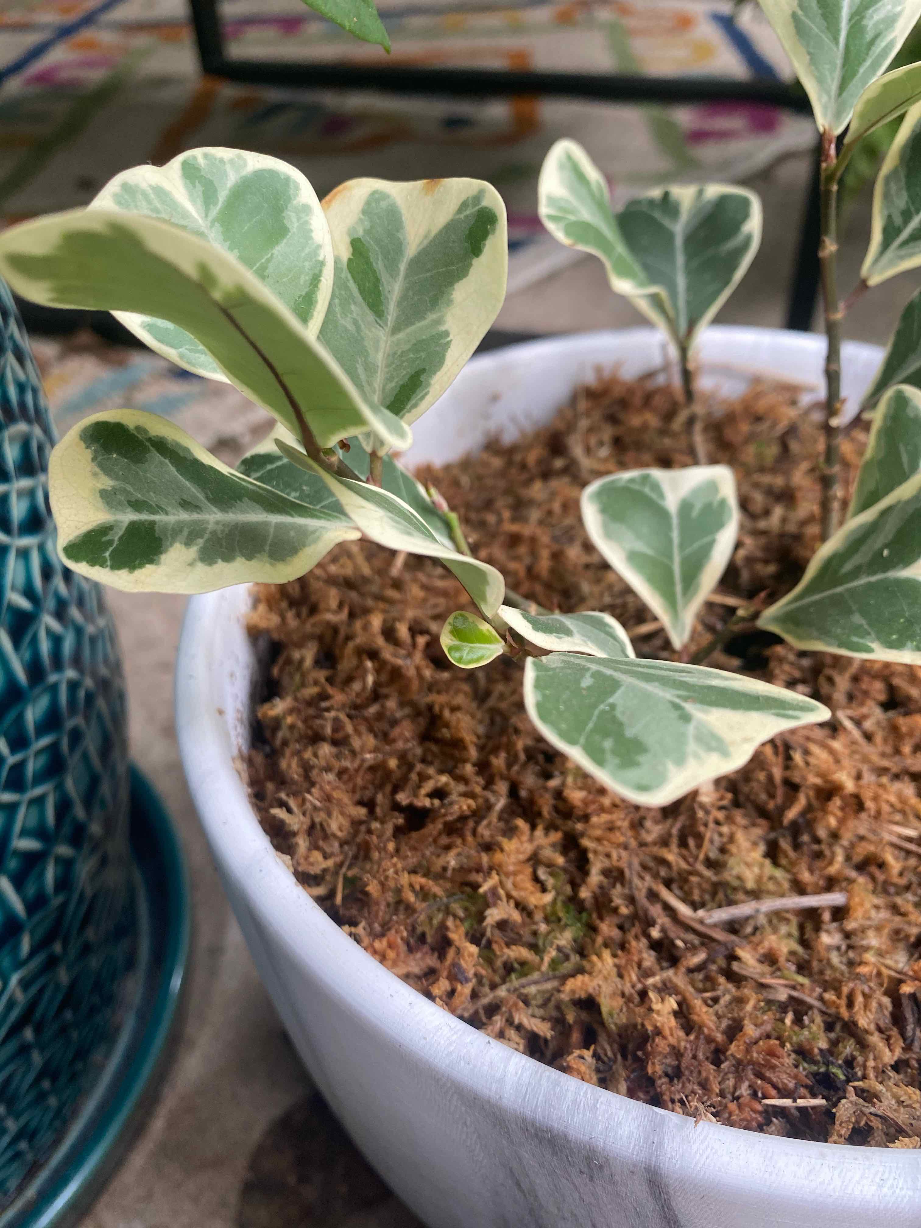 Ficus Triangularis 'Variegata' Is Toxic To Cats 🐈
