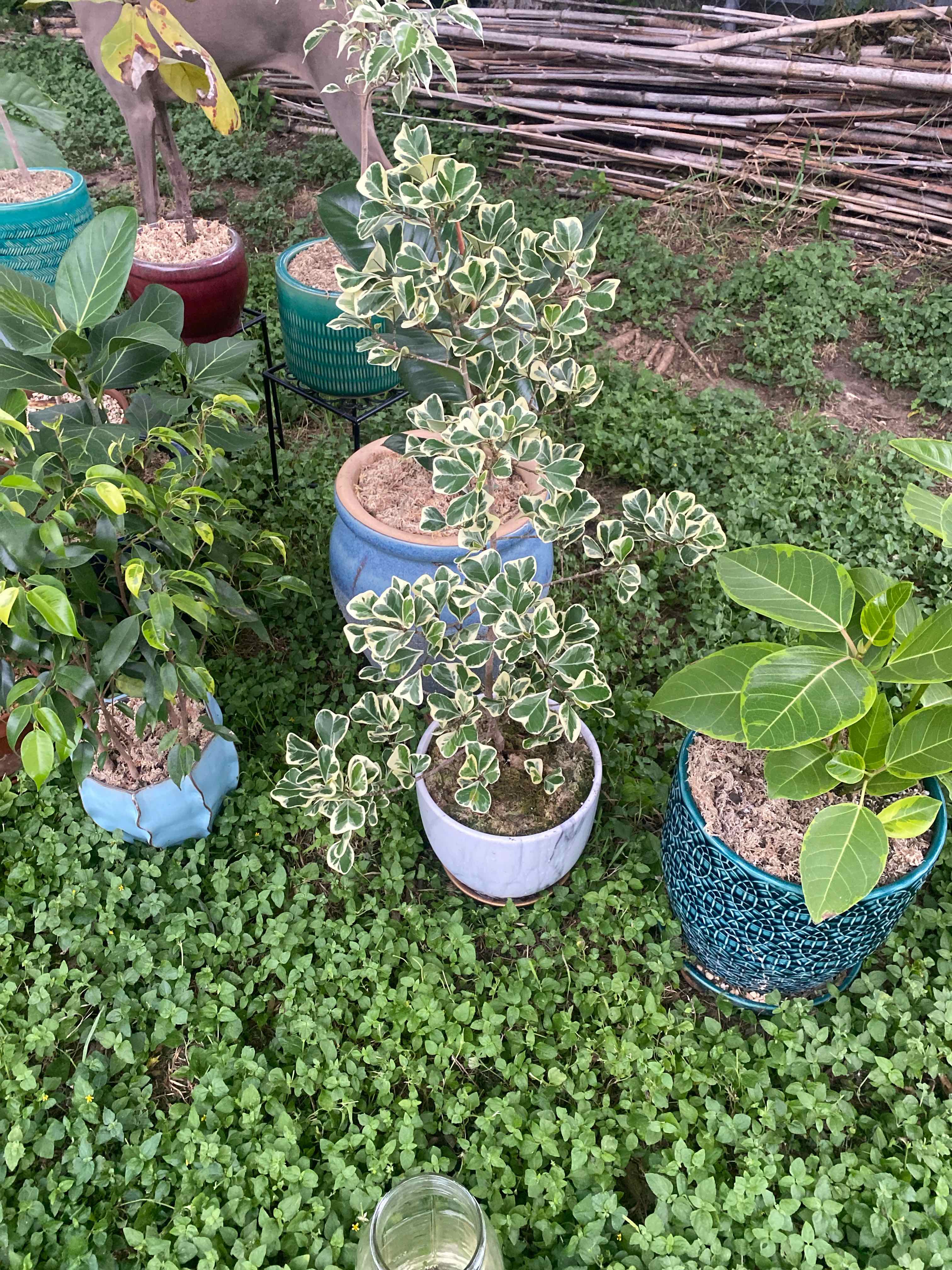 Photo of the plant species Ficus triangularis 'Variegata' by @RJG named Trife on Greg, the plant care app
