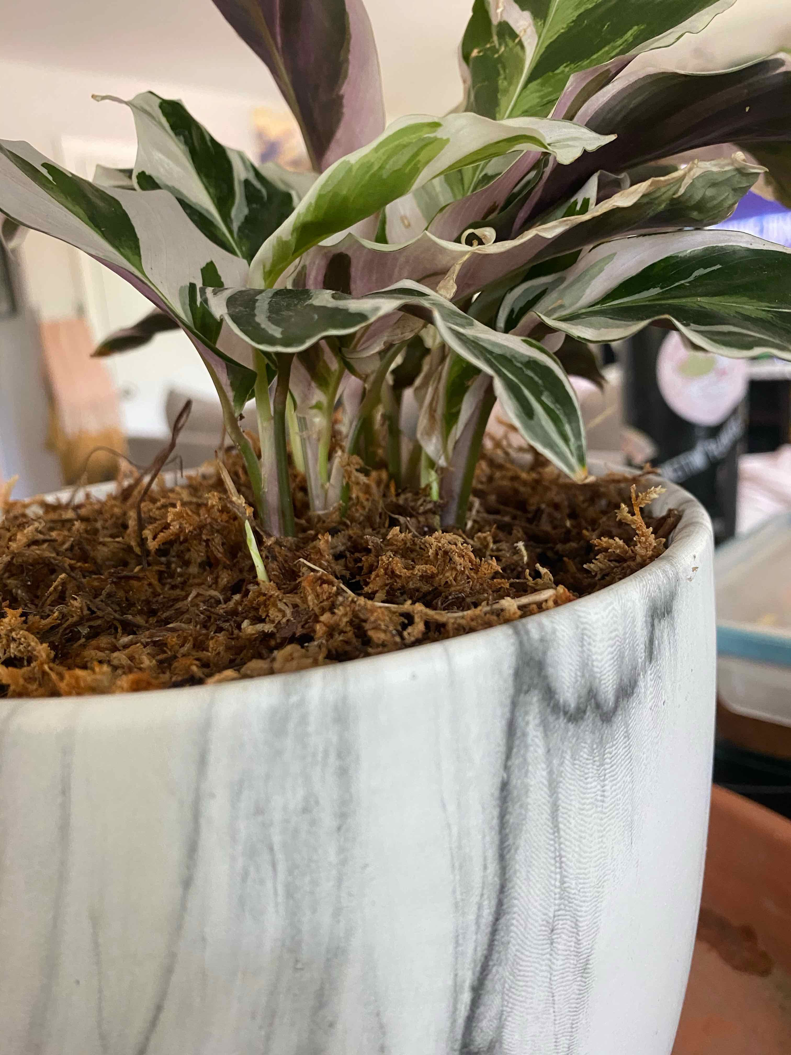 Calathea 'White Fusion' plant in a white pot with visible soil and vibrant variegated leaves.