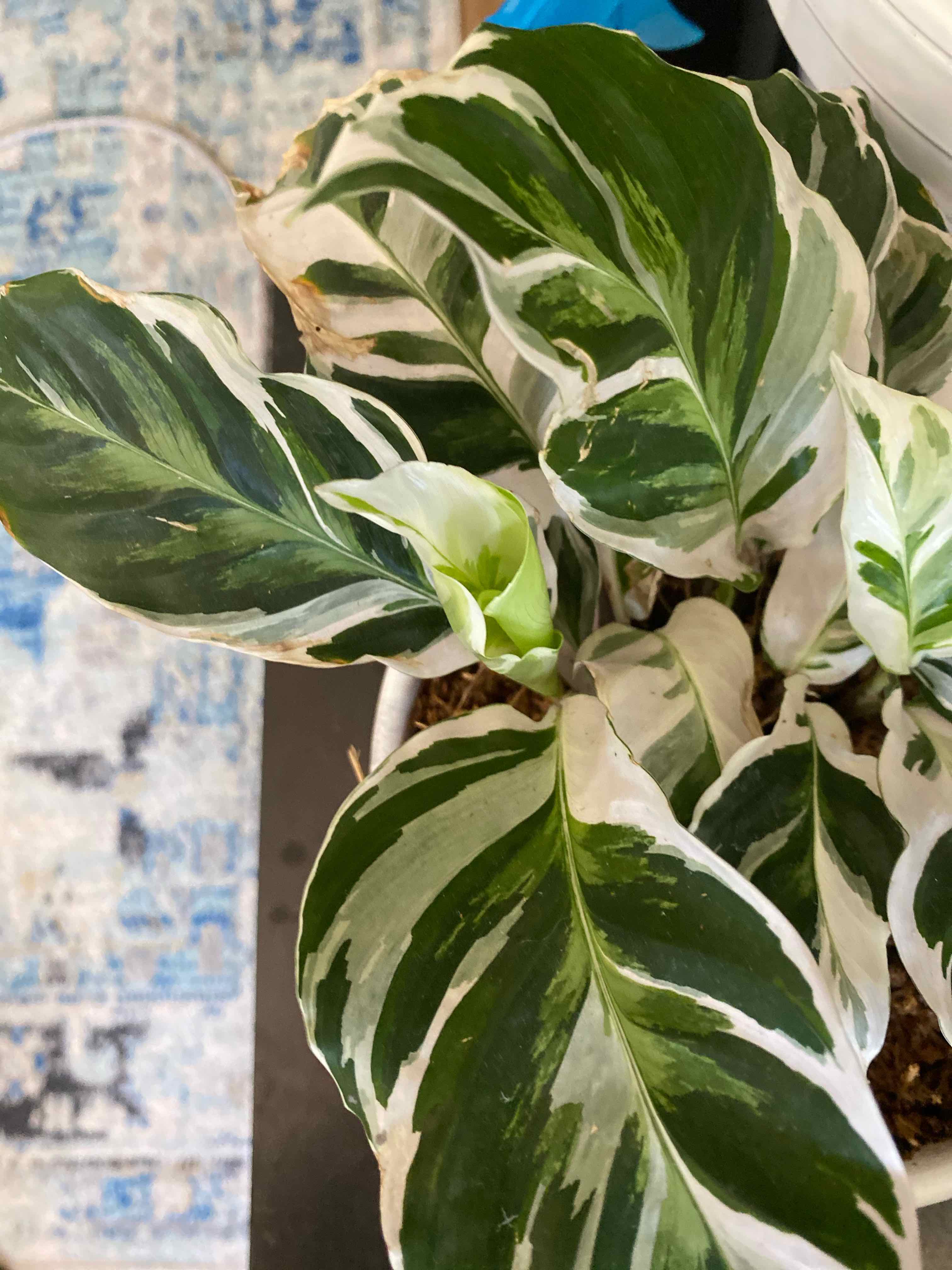 Calathea 'White Fusion' plant with variegated white and green leaves in a pot.