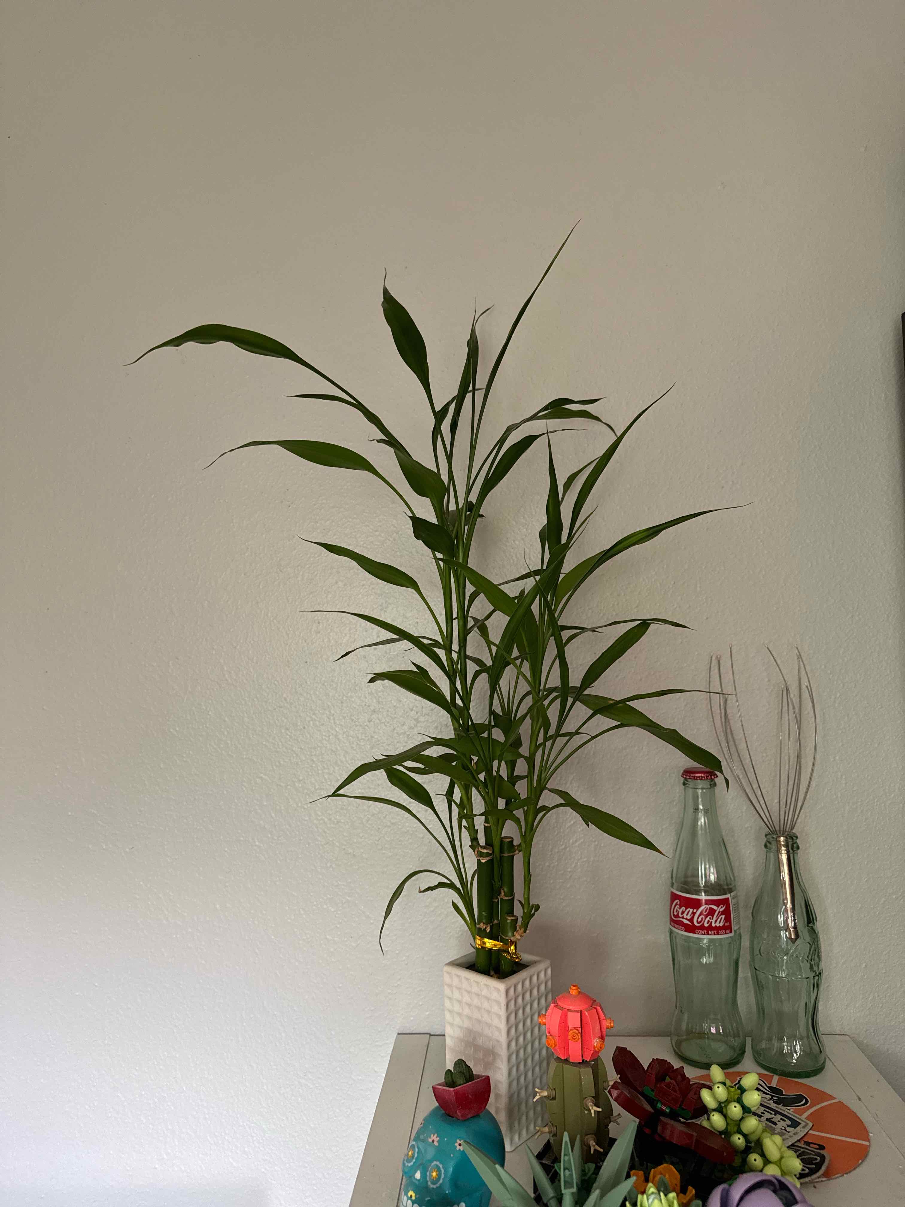 Lucky Bamboo plant photo by @RJG named Demon on Greg, the plant care app.