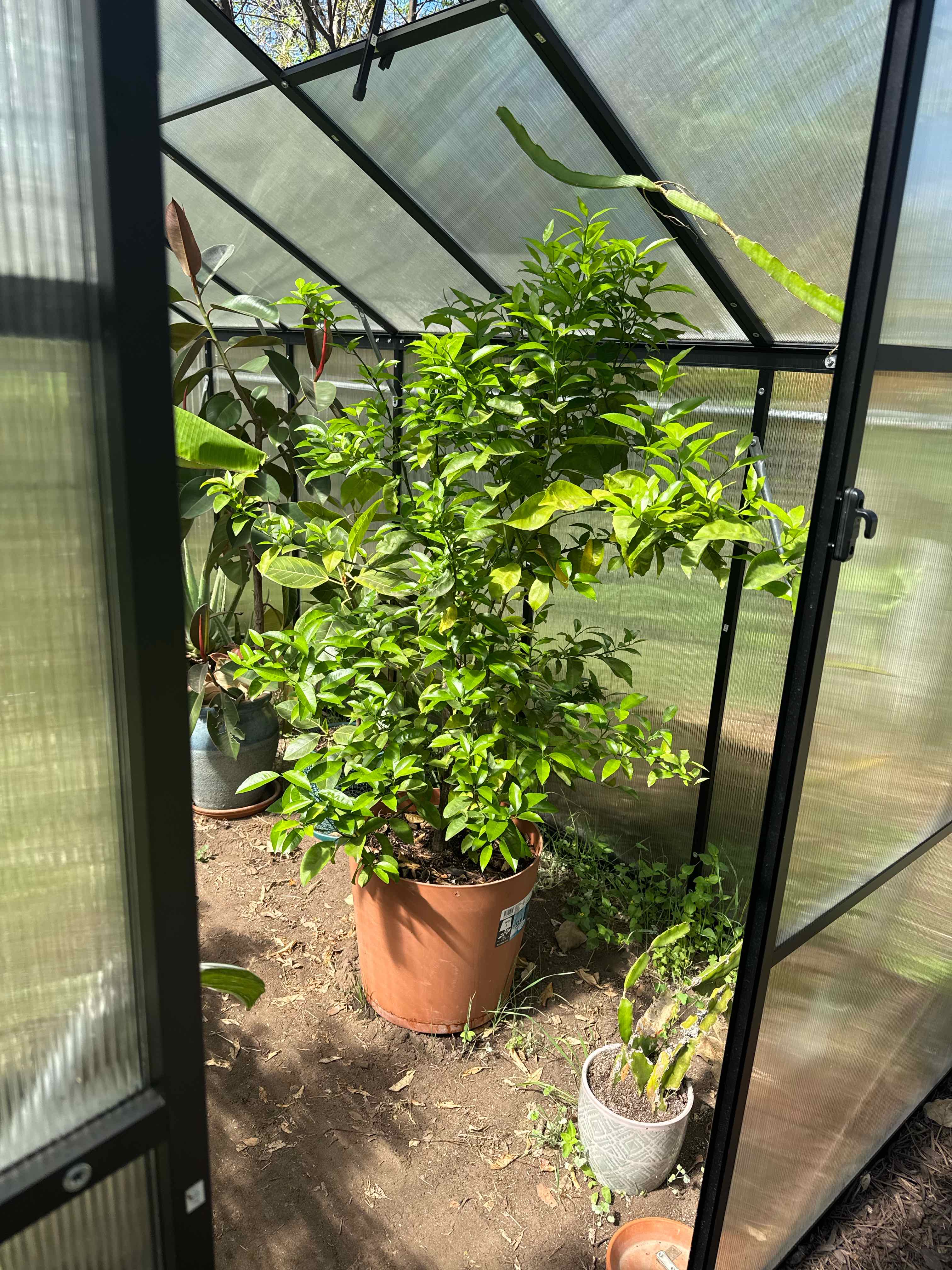 Photo of the plant species Mandarin orange by @RJG named Cutie on Greg, the plant care app
