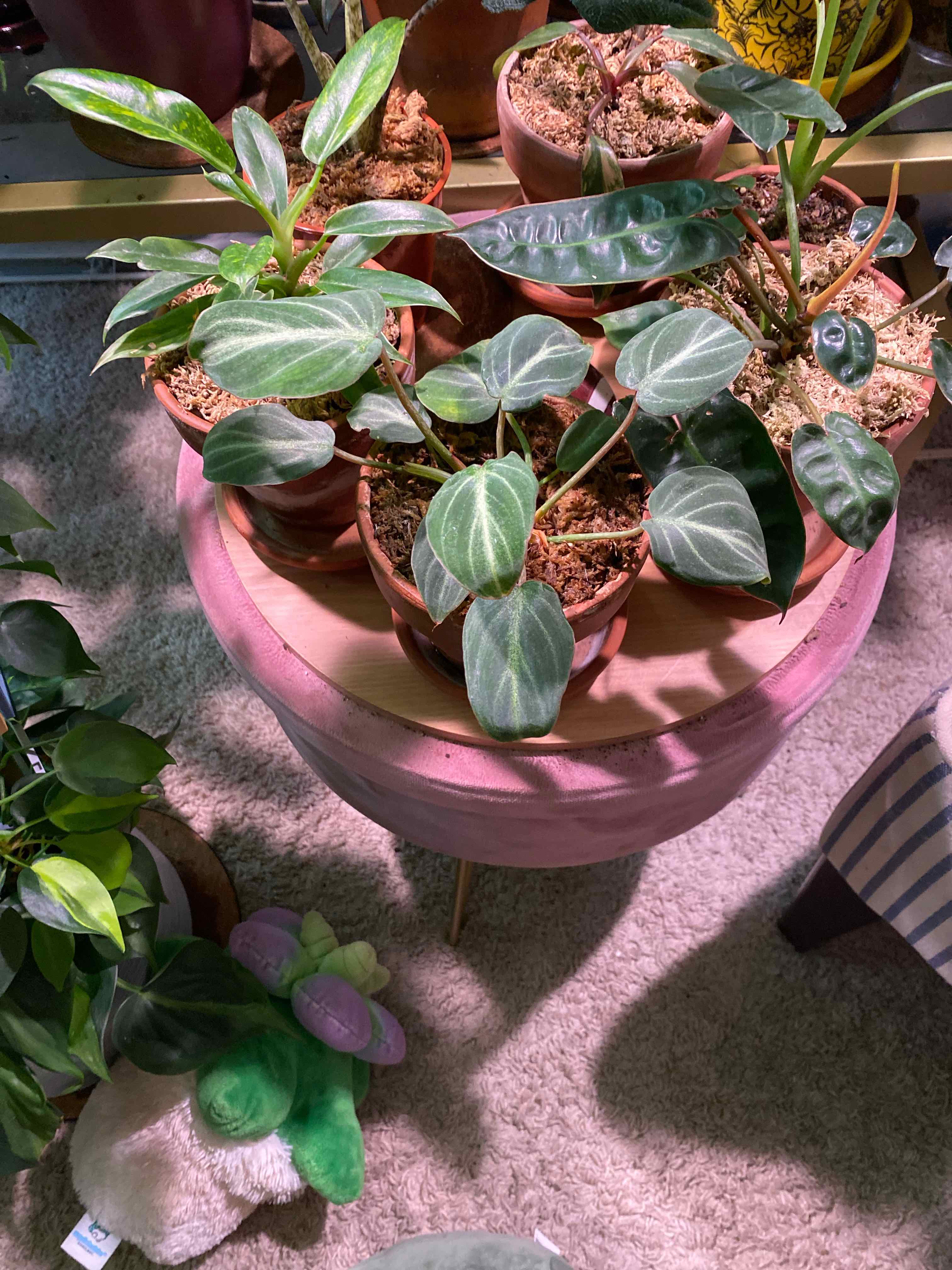 Multiple healthy Philodendron gloriosum plants in pots on a pink table.