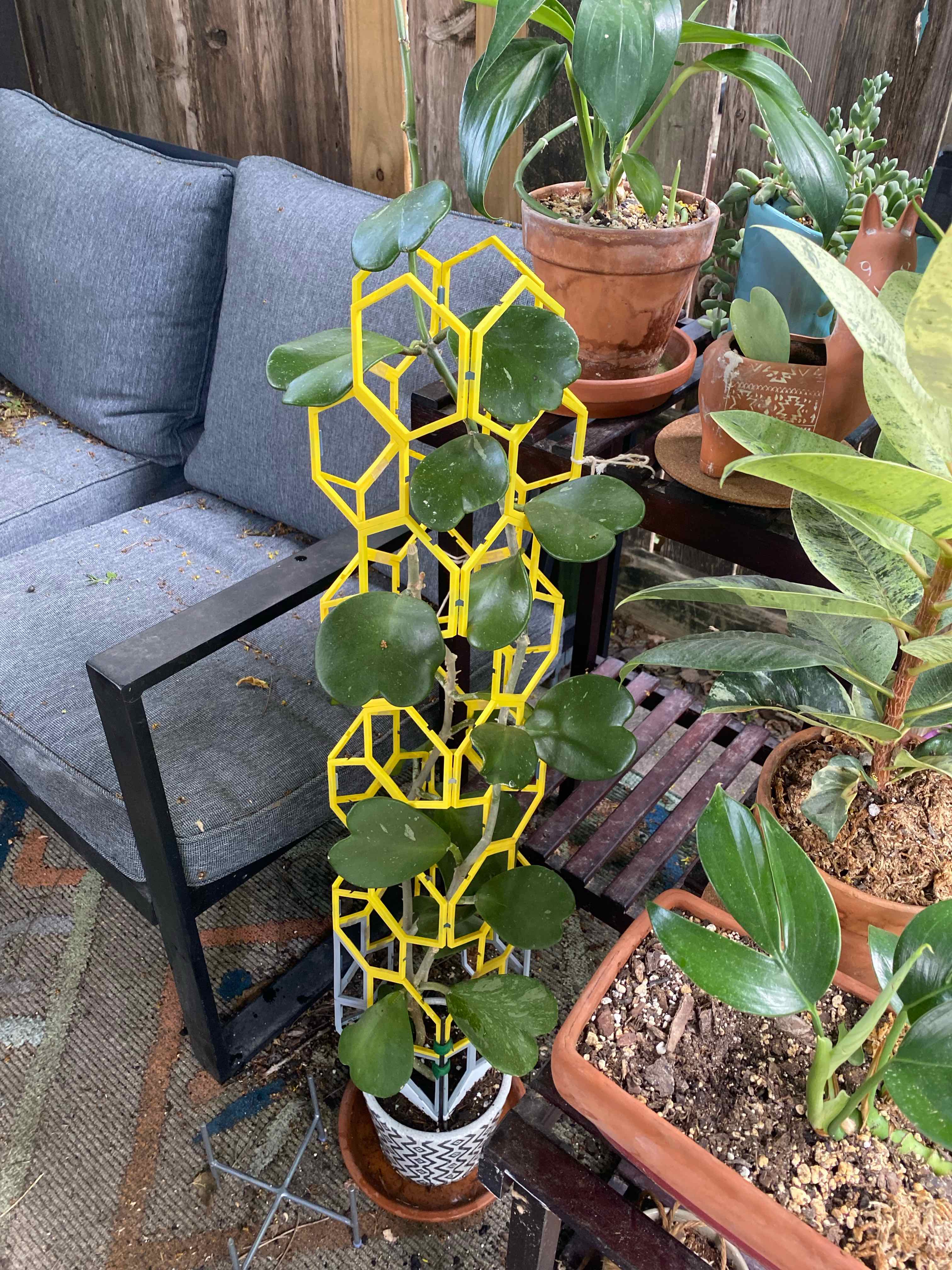 Splash Sweetheart Hoya plant photo by @RJG named Steph on Greg, the plant care app.