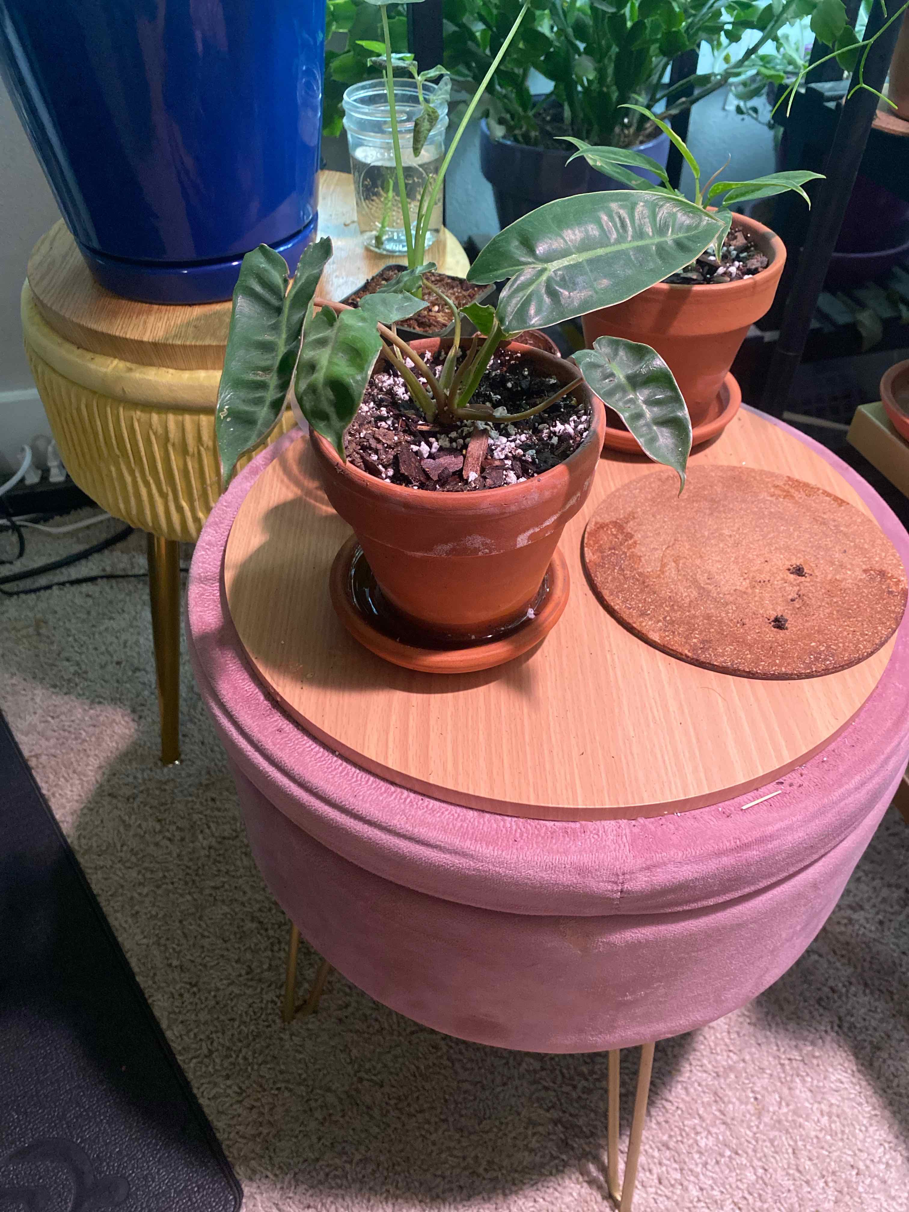 Potted Philodendron billietiae plant on a table with visible soil and healthy leaves.