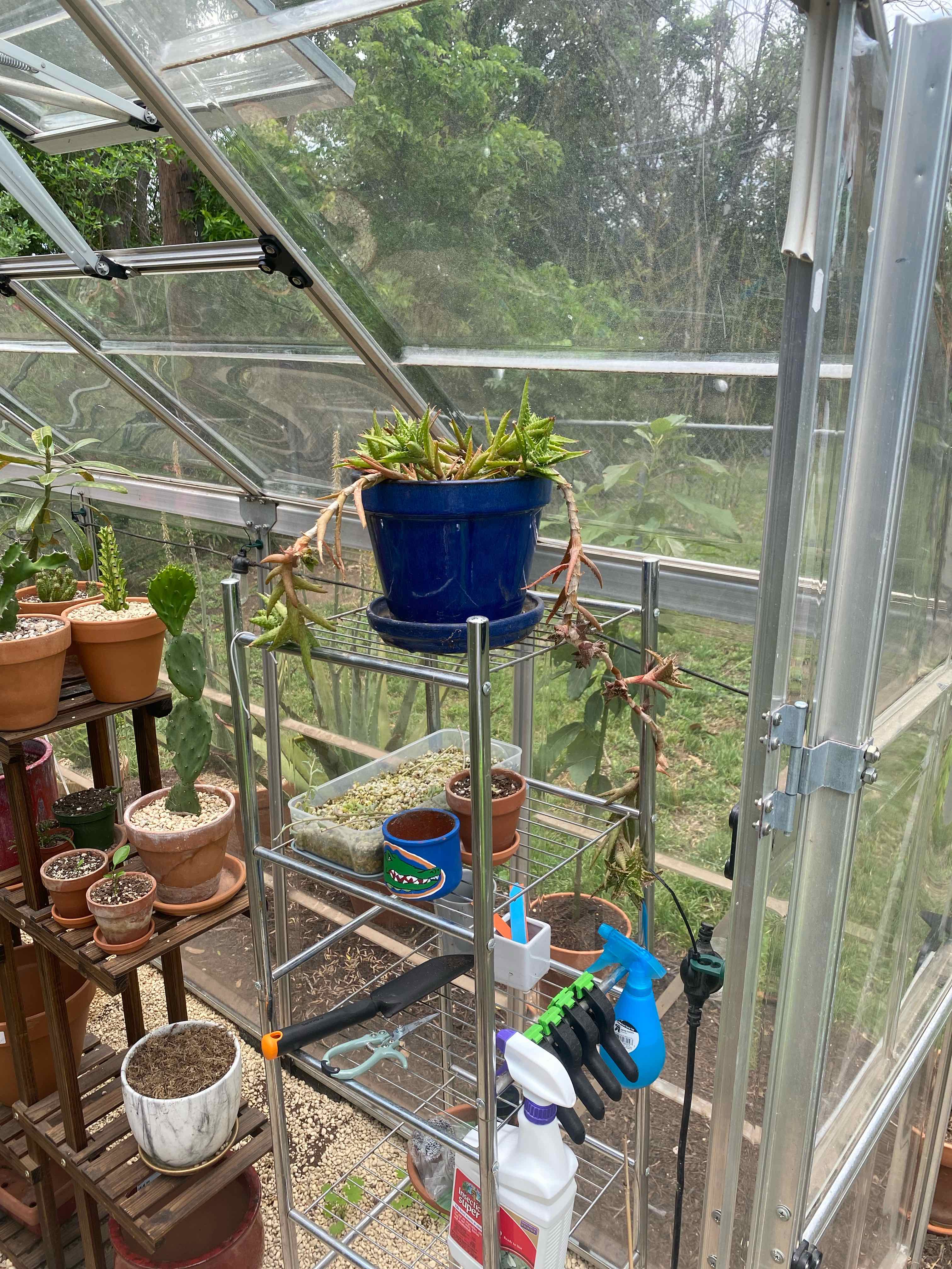 Tiger Tooth Aloe plant photo by @RJG named Toothy on Greg, the plant care app.