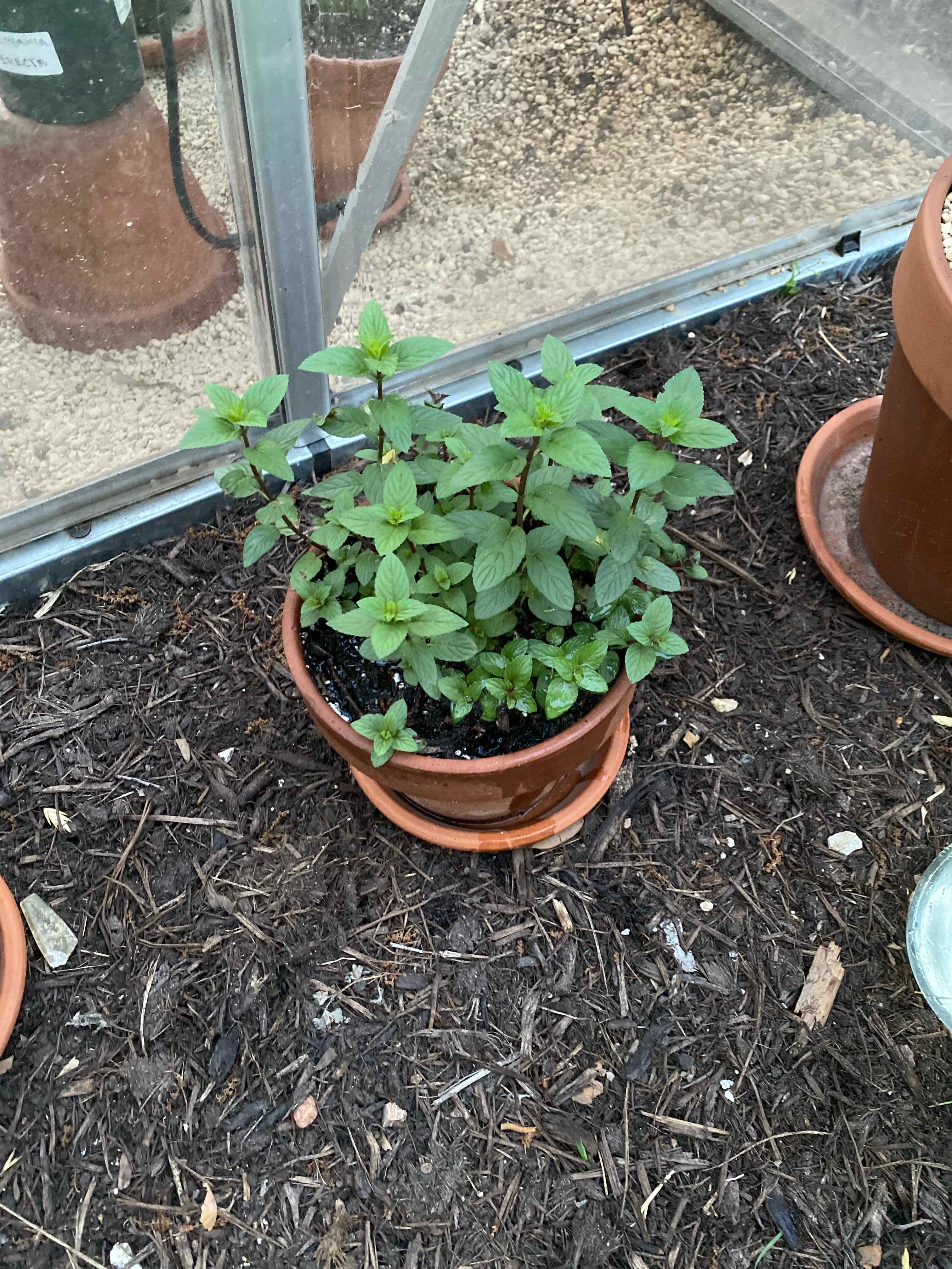 Chocolate Mint plant photo by @RJG named Choco on Greg, the plant care app.