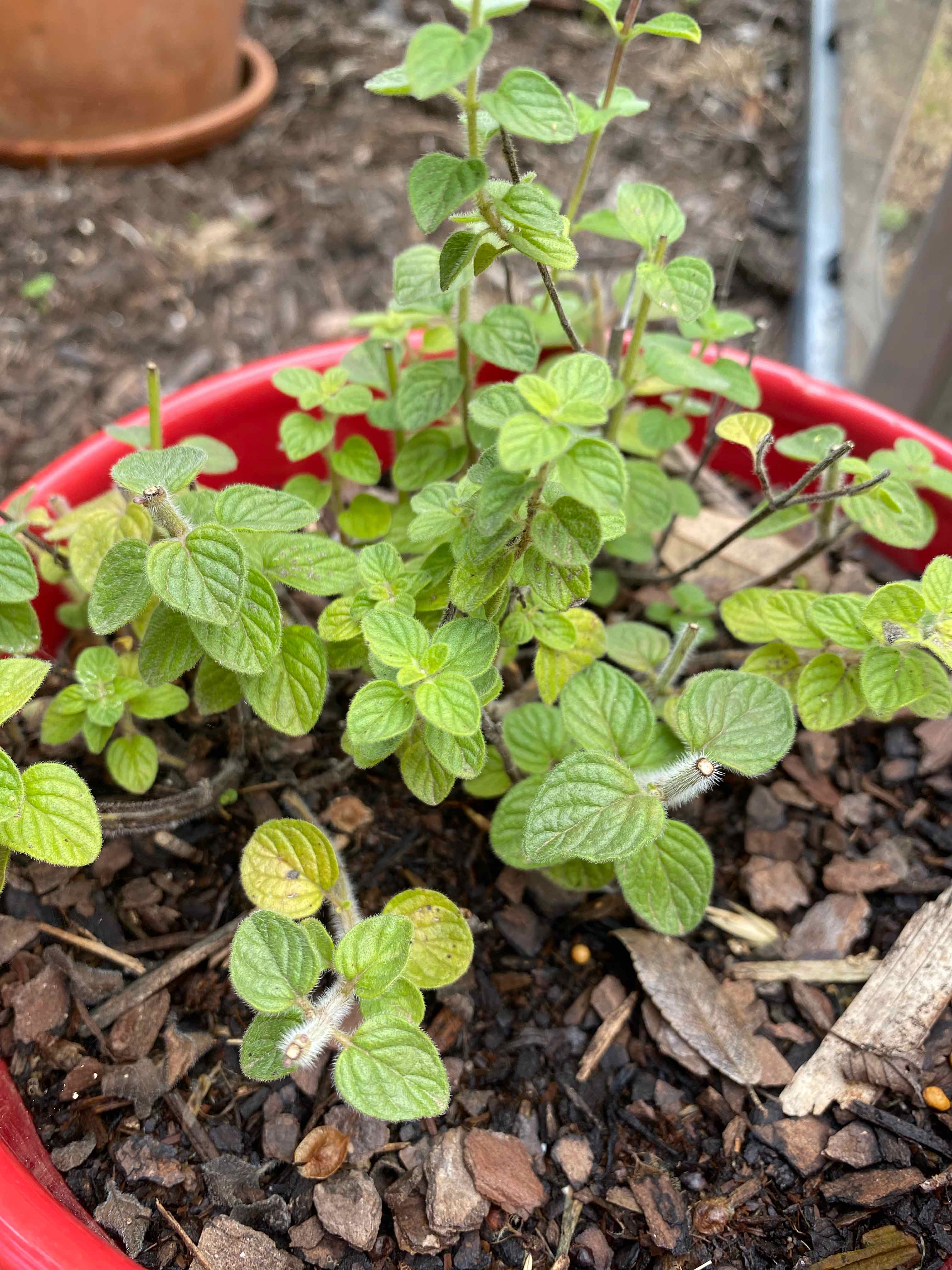 Healthy potted oregano plant with dense green oval leaves growing in red pot with visible soil.