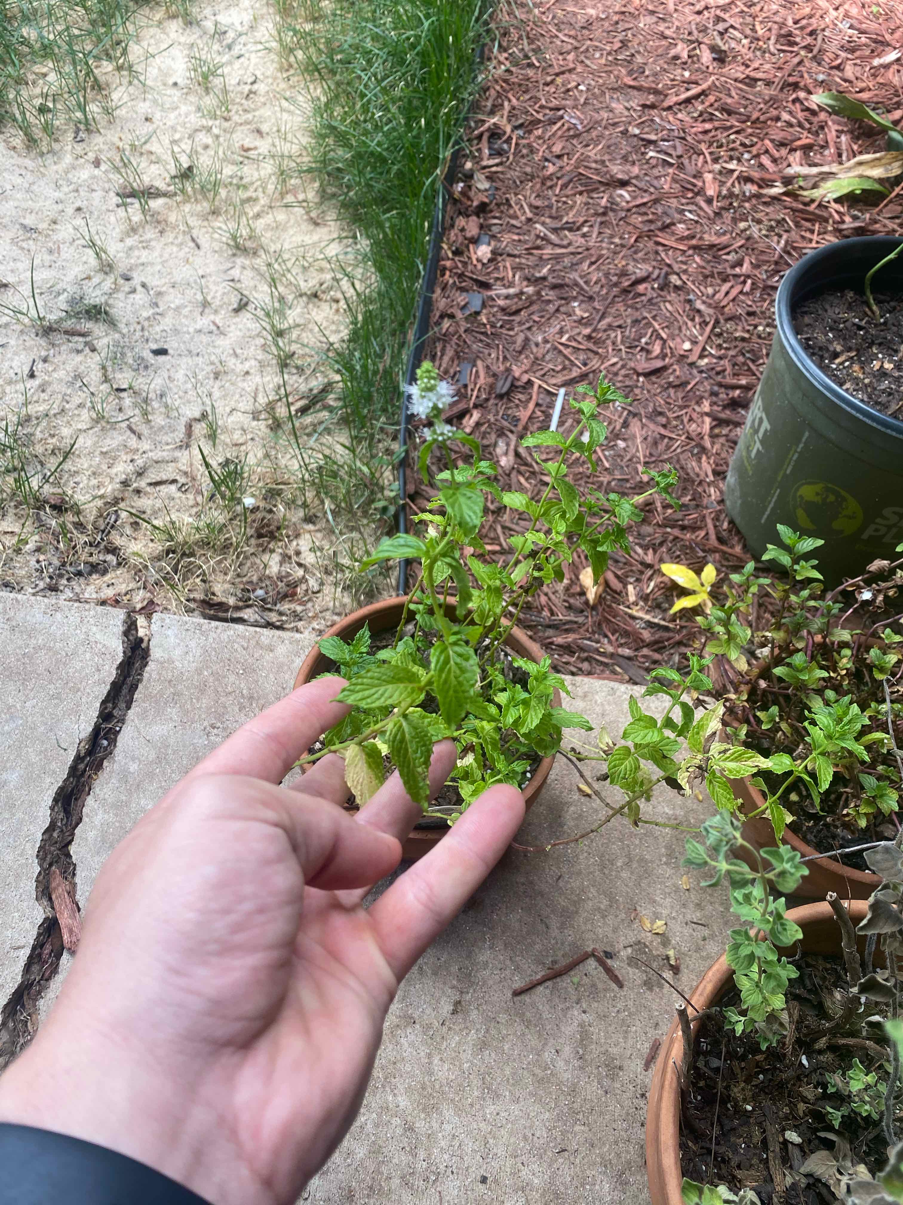 Potted peppermint plant held by a hand in an outdoor setting with visible soil and mulch.