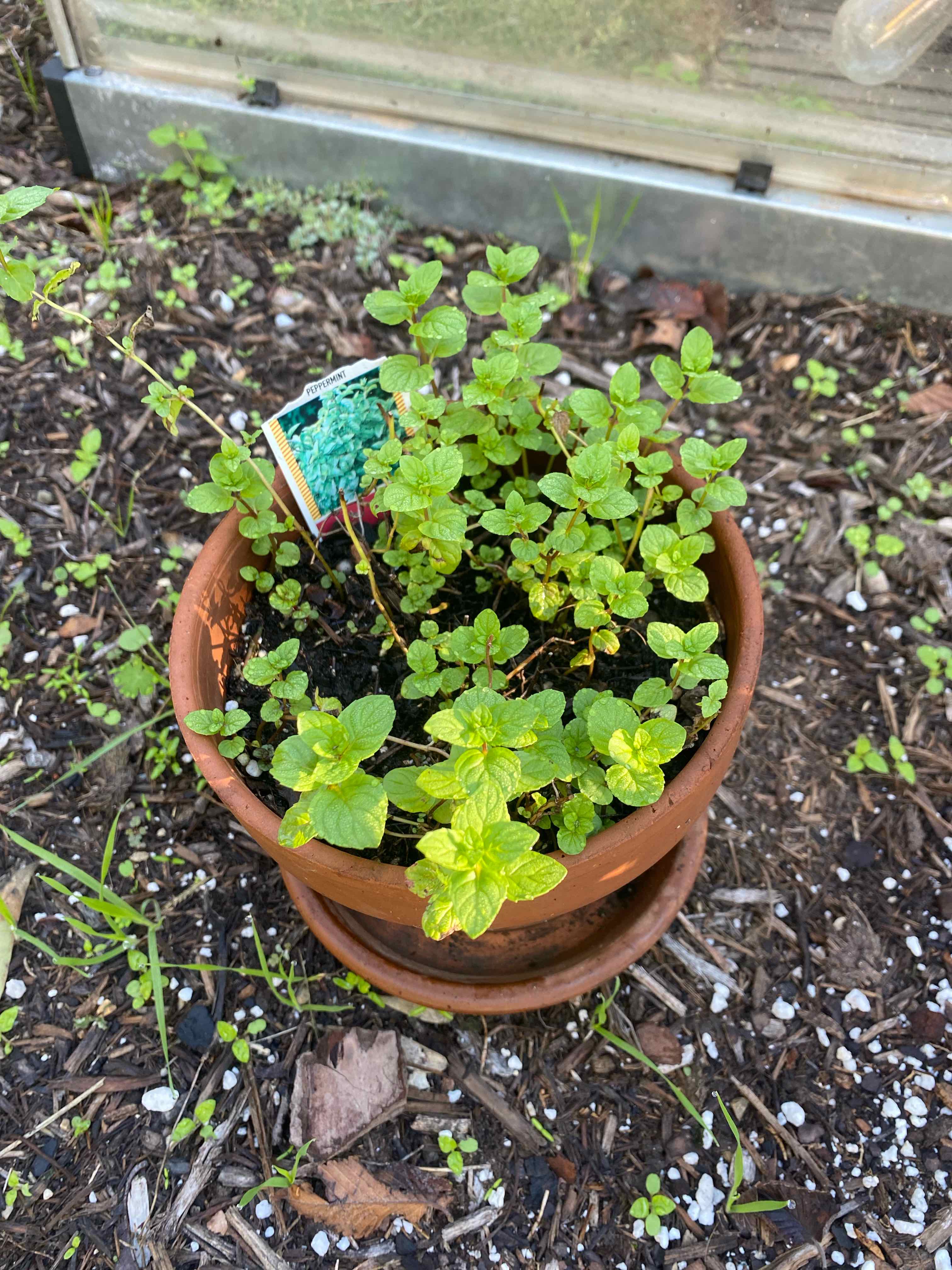Peppermint plant photo by @RJG named Freshie on Greg, the plant care app.