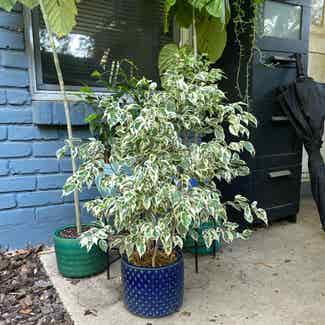 Variegated Weeping Fig plant in Austin, Texas