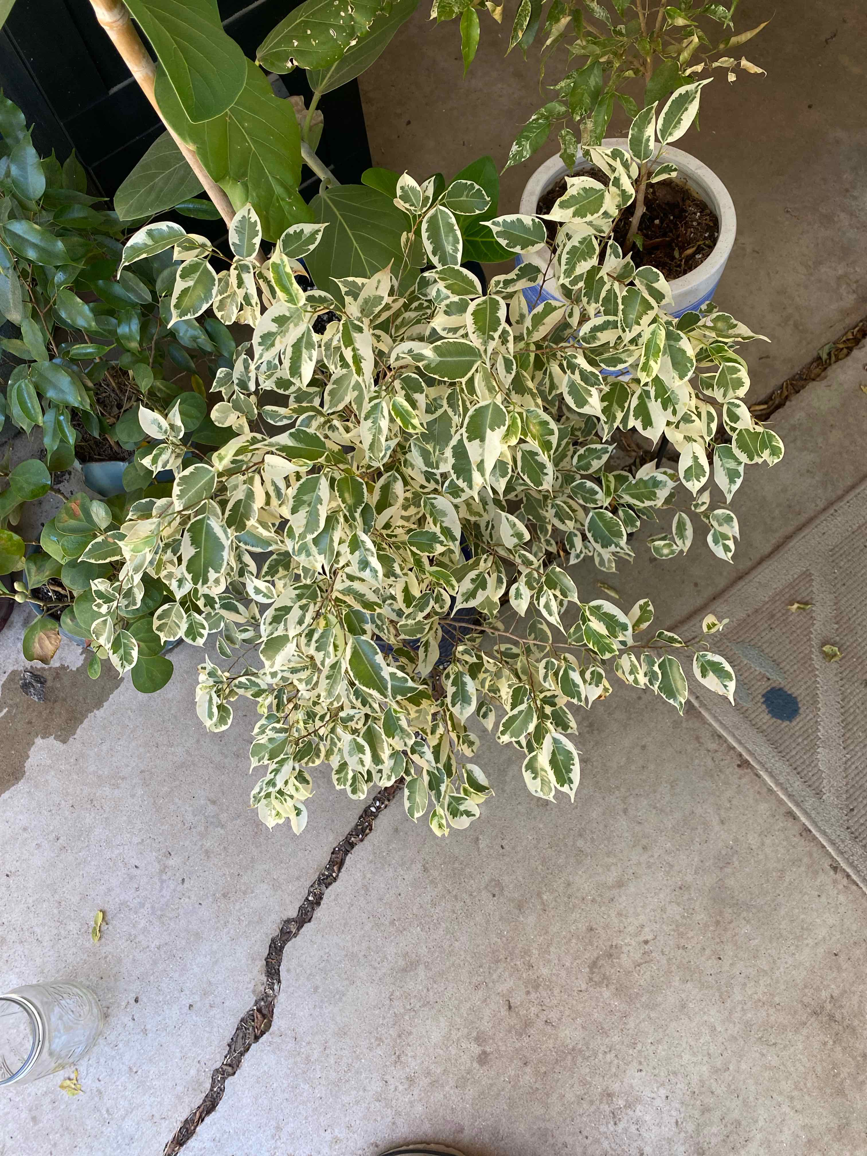 Variegated Weeping Fig uploaded to the Greg plant app by @RJG