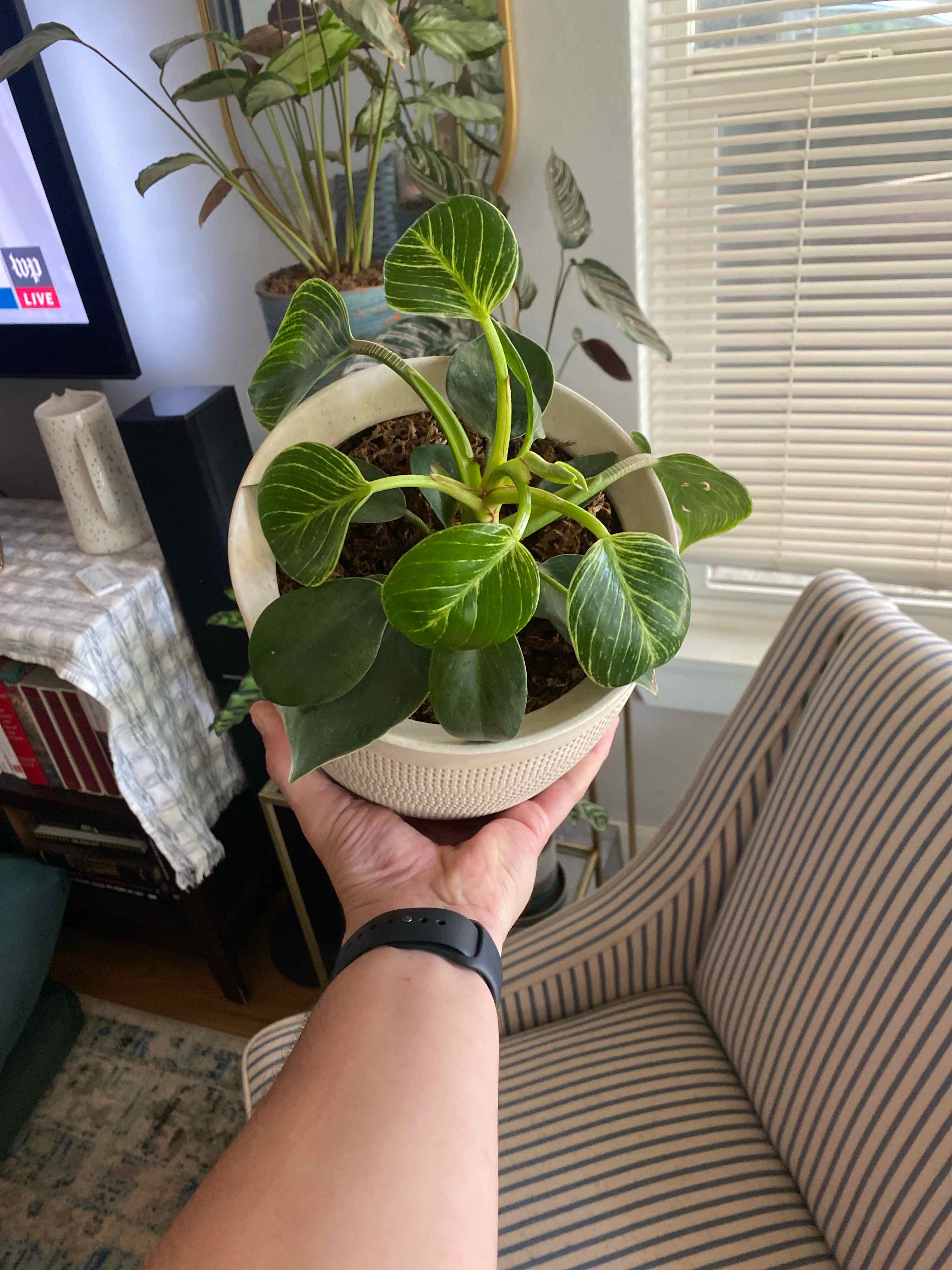 Philodendron Birkin plant photo by @RJG named Clutch on Greg, the plant care app.