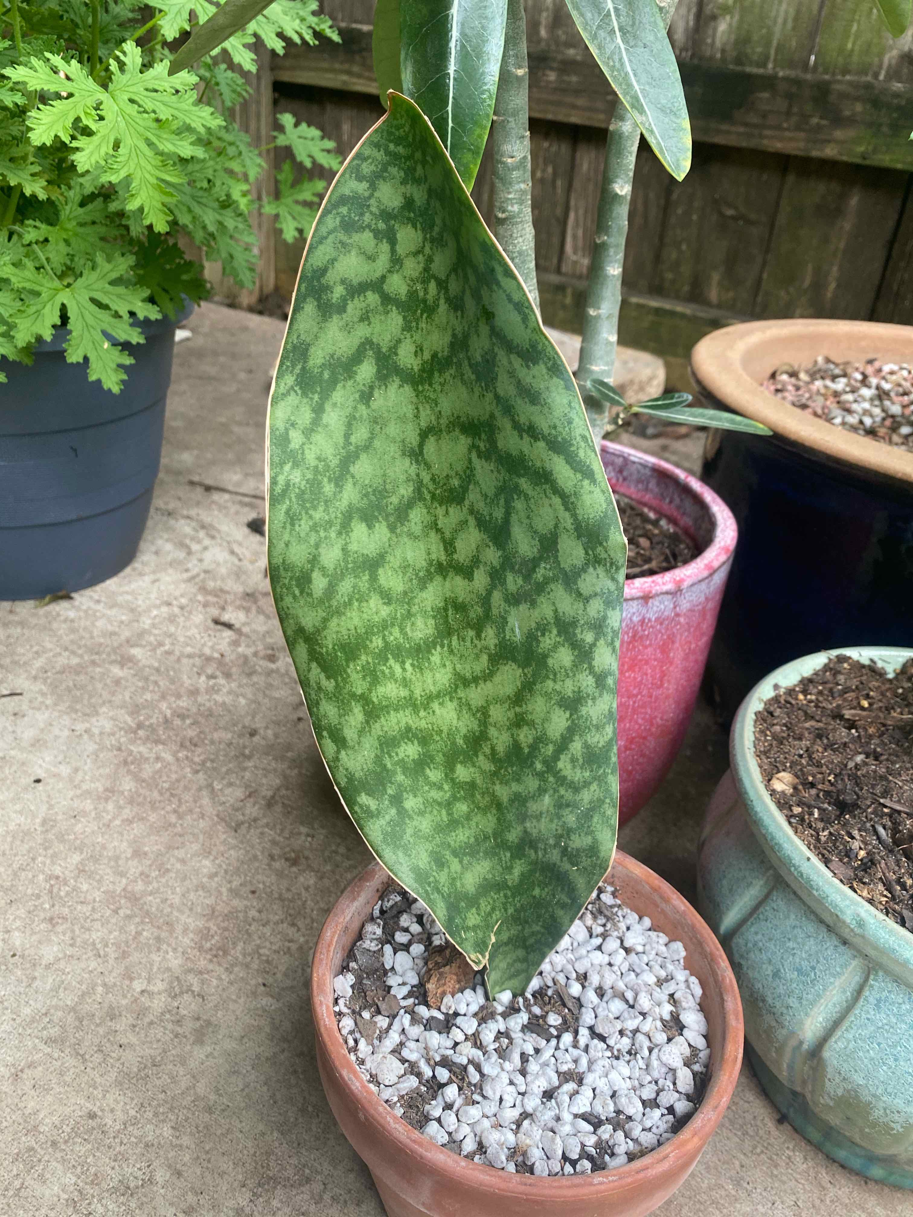 Whale Fin Snake Plant in a pot with gravel, surrounded by other potted plants.