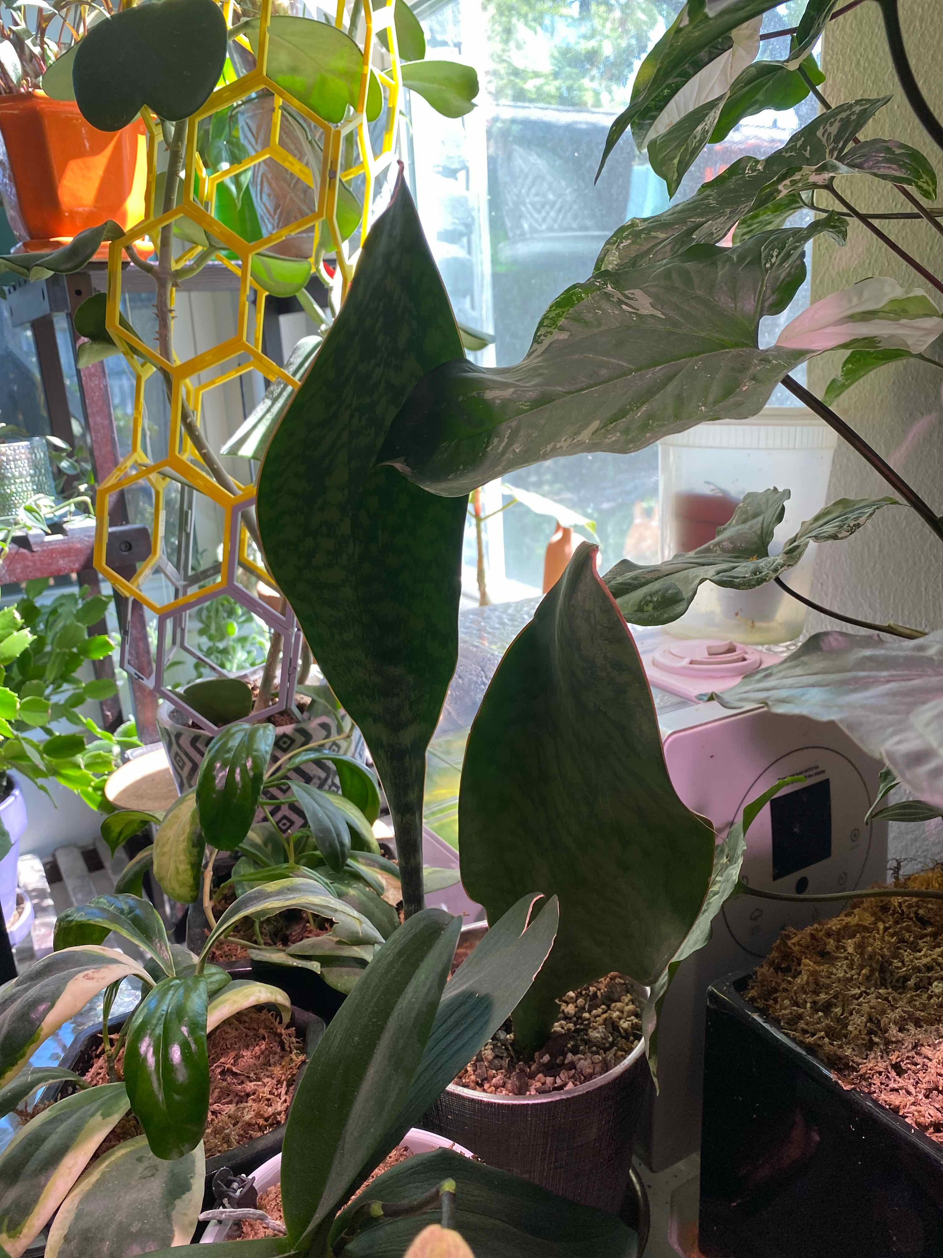 Whale Fin Snake Plant among other plants, healthy with vibrant green leaves.