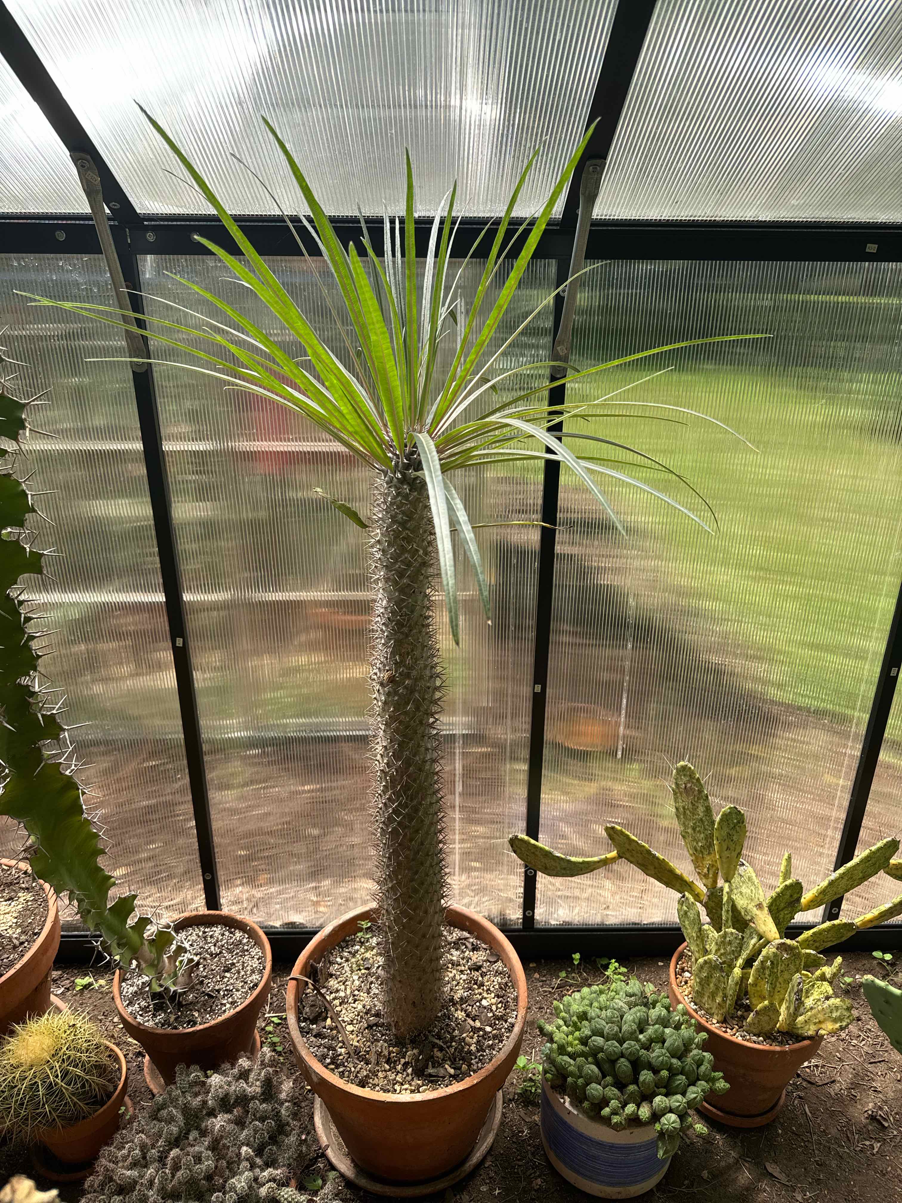 Photo of the plant species Silver Madagascar Palm by @RJG named Madi on Greg, the plant care app