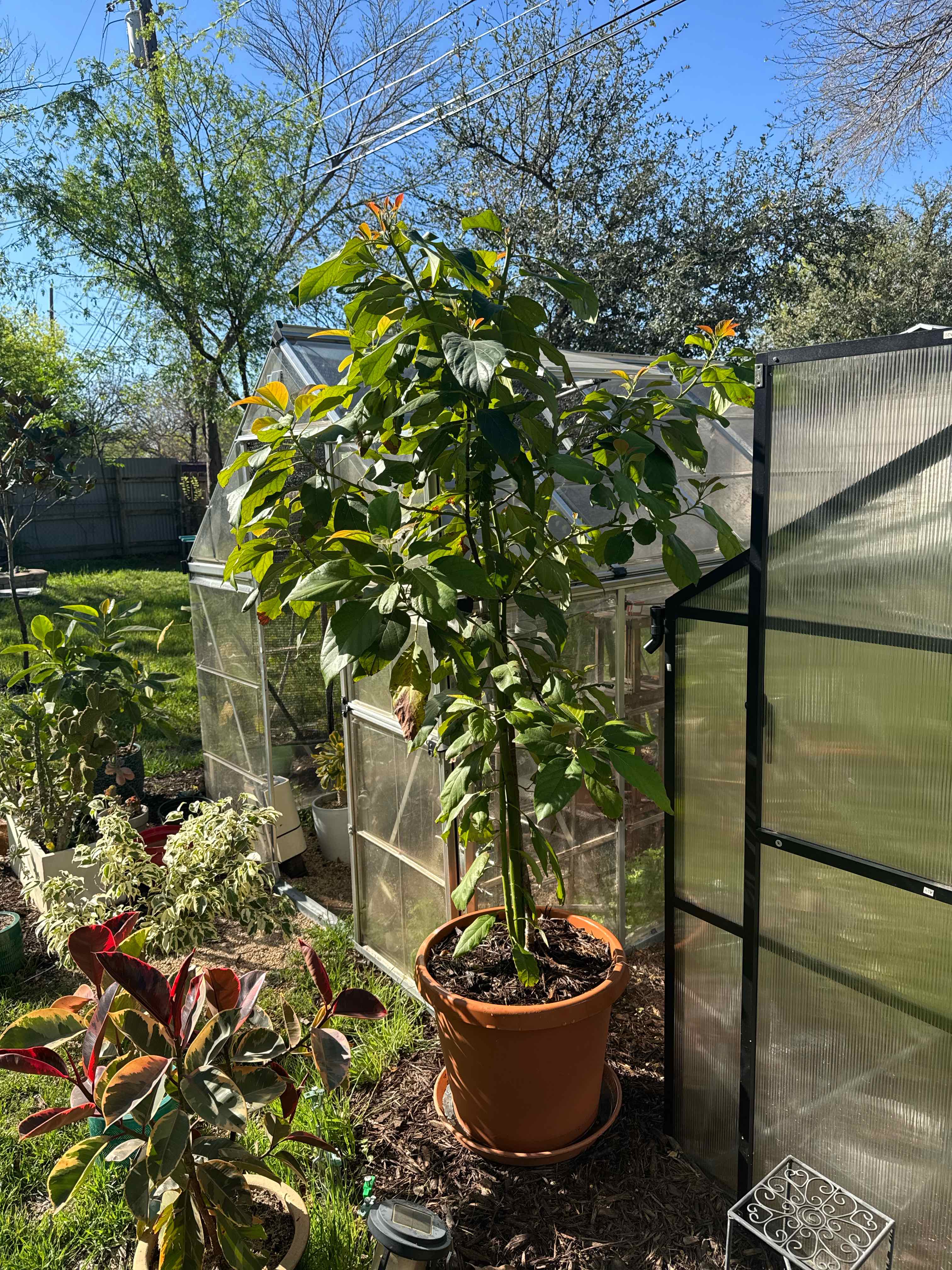 Avocado plant photo by @RJG named Ava on Greg, the plant care app.
