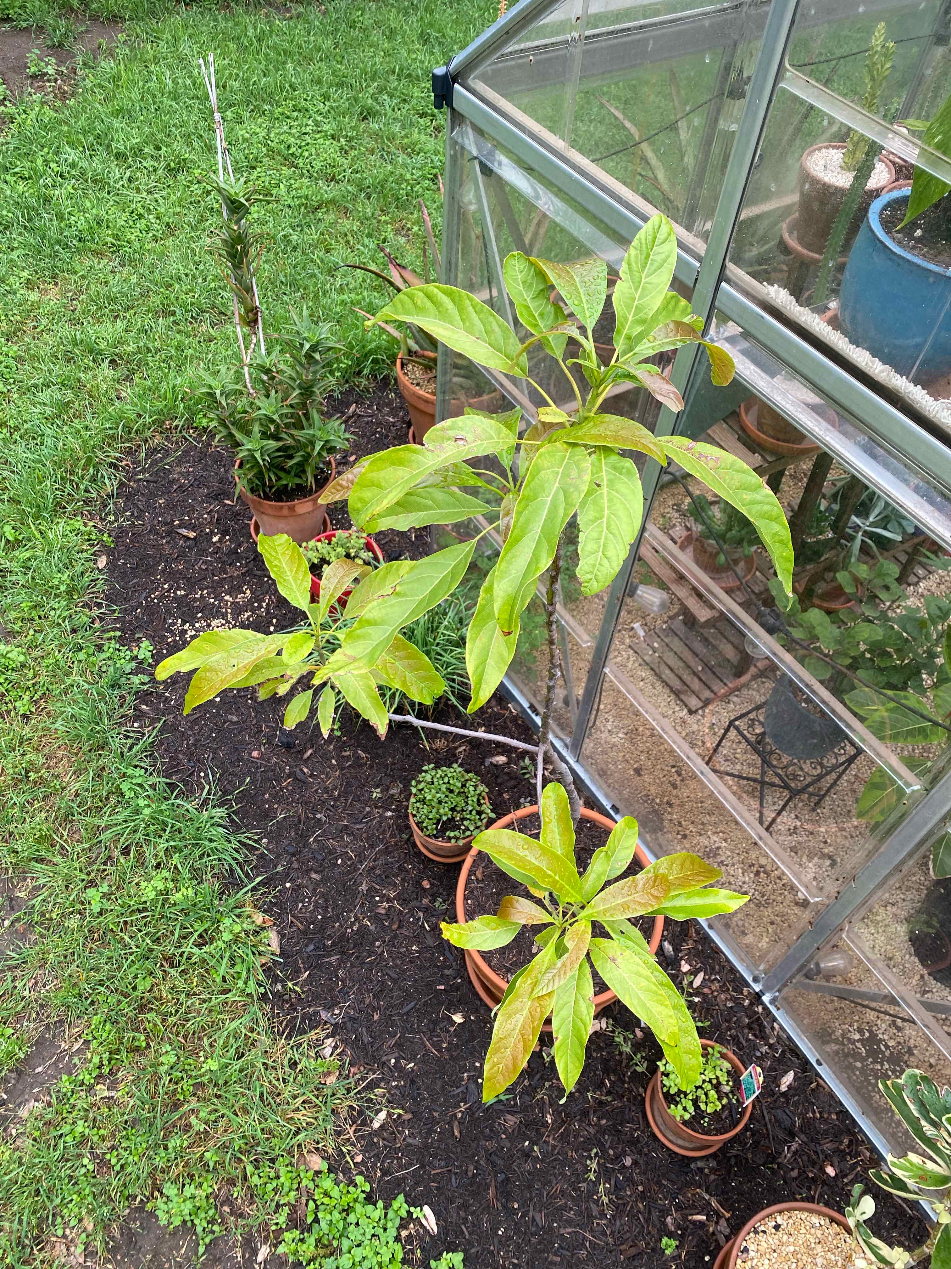 Wurtz Avocado plant photo by @RJG named Guac on Greg, the plant care app.