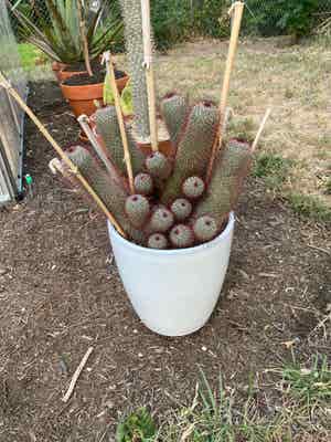 Red-Headed Irishman Cactus plant photo by @RJG named Quino on Greg, the plant care app.