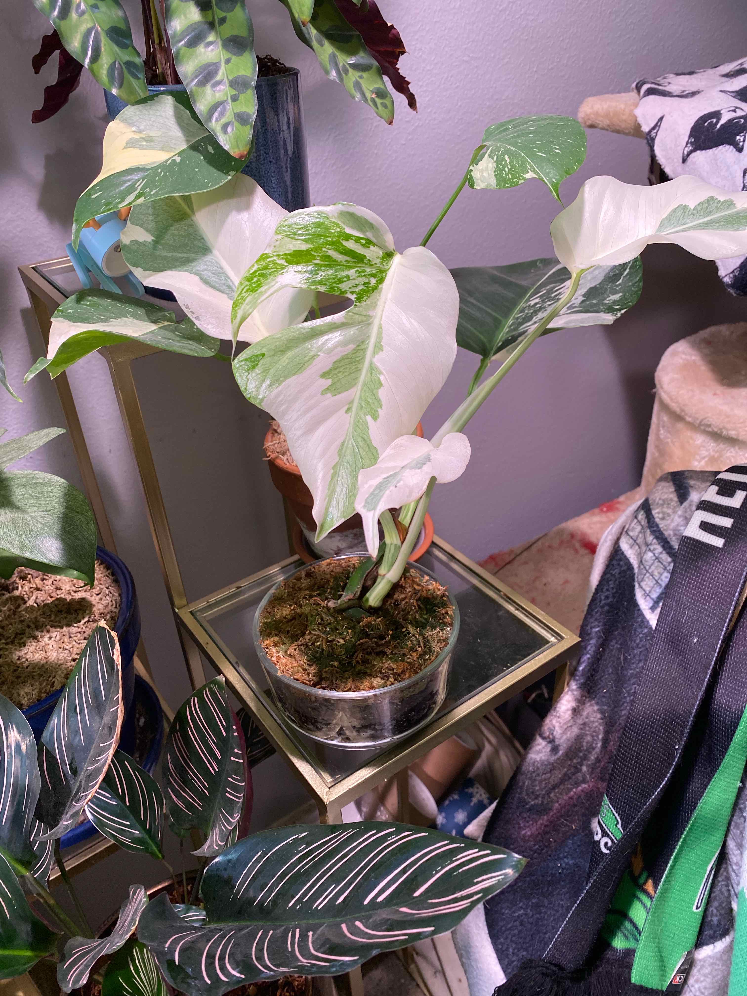 Monstera 'Albo' plant with variegated leaves in a small pot, well-framed and healthy.