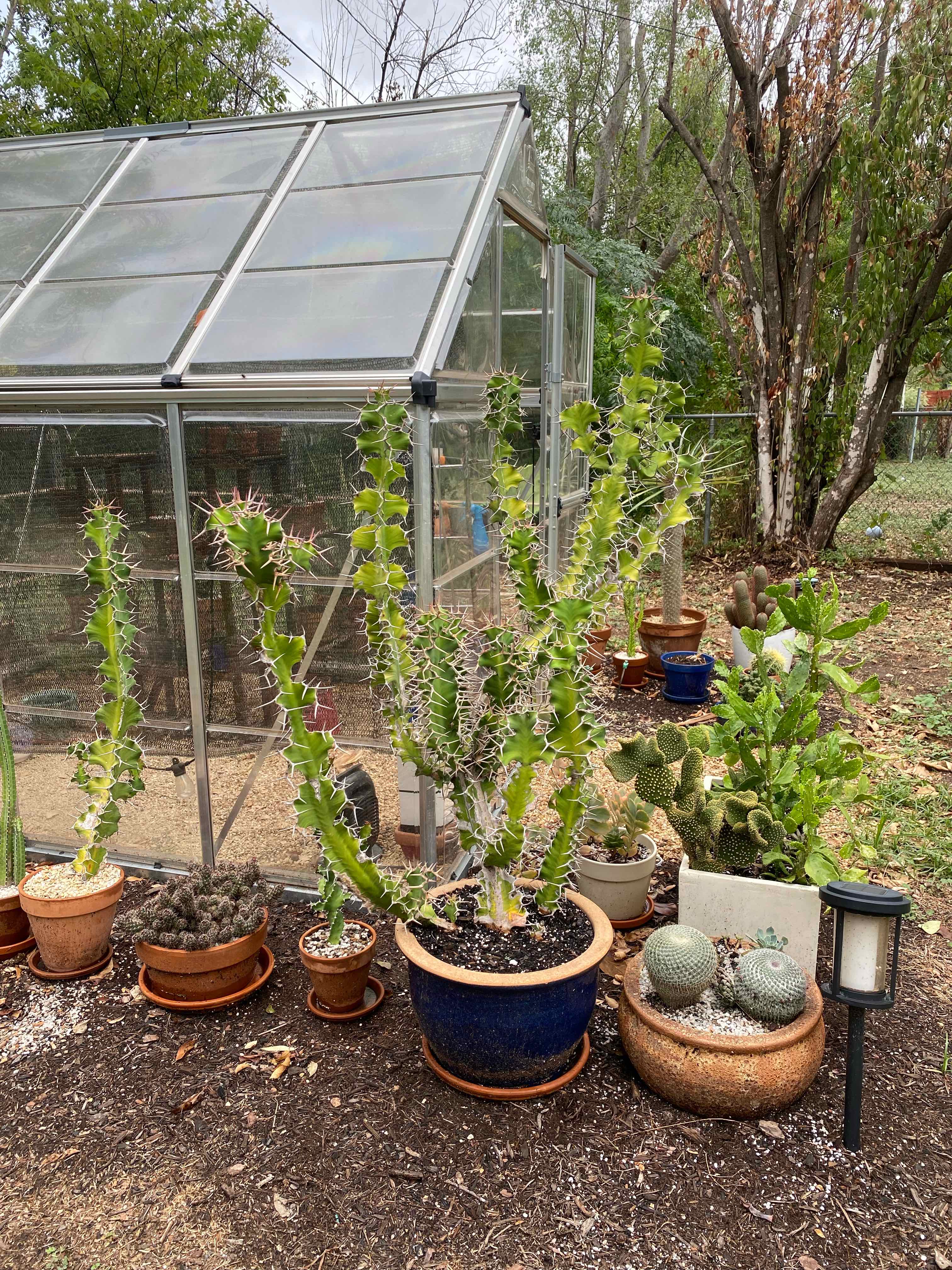 Cow's Horn Plant plant photo by @RJG named Bully on Greg, the plant care app.