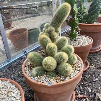 Spiny pincushion cactus plant in Austin, Texas