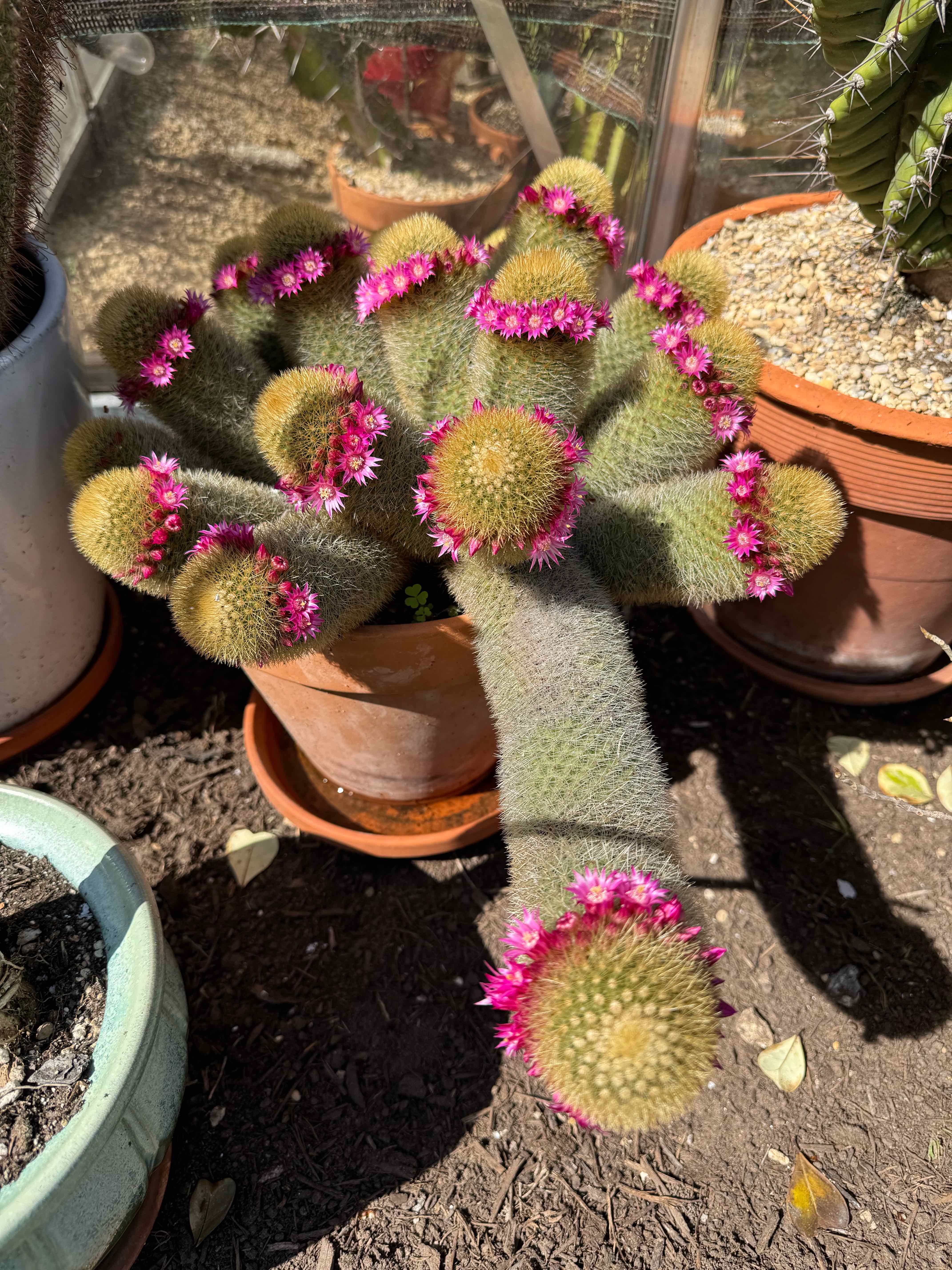 Photo of the plant species Mammillaria spinosissima subsp. pilcayensis by @RJG named Richard Johnson on Greg, the plant care app
