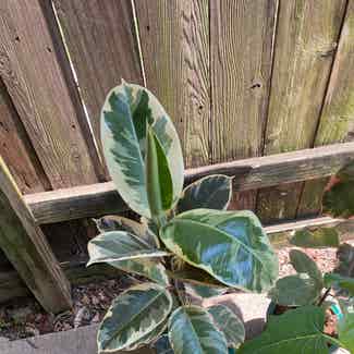 Variegated Rubber Tree plant in Austin, Texas