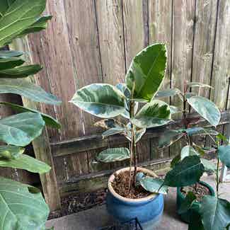 Variegated Rubber Tree plant in Austin, Texas