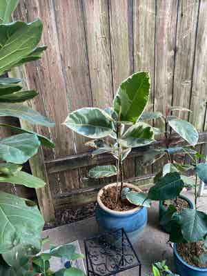 Variegated Rubber Tree plant photo by Rjg named Feeny on Greg, the plant care app.