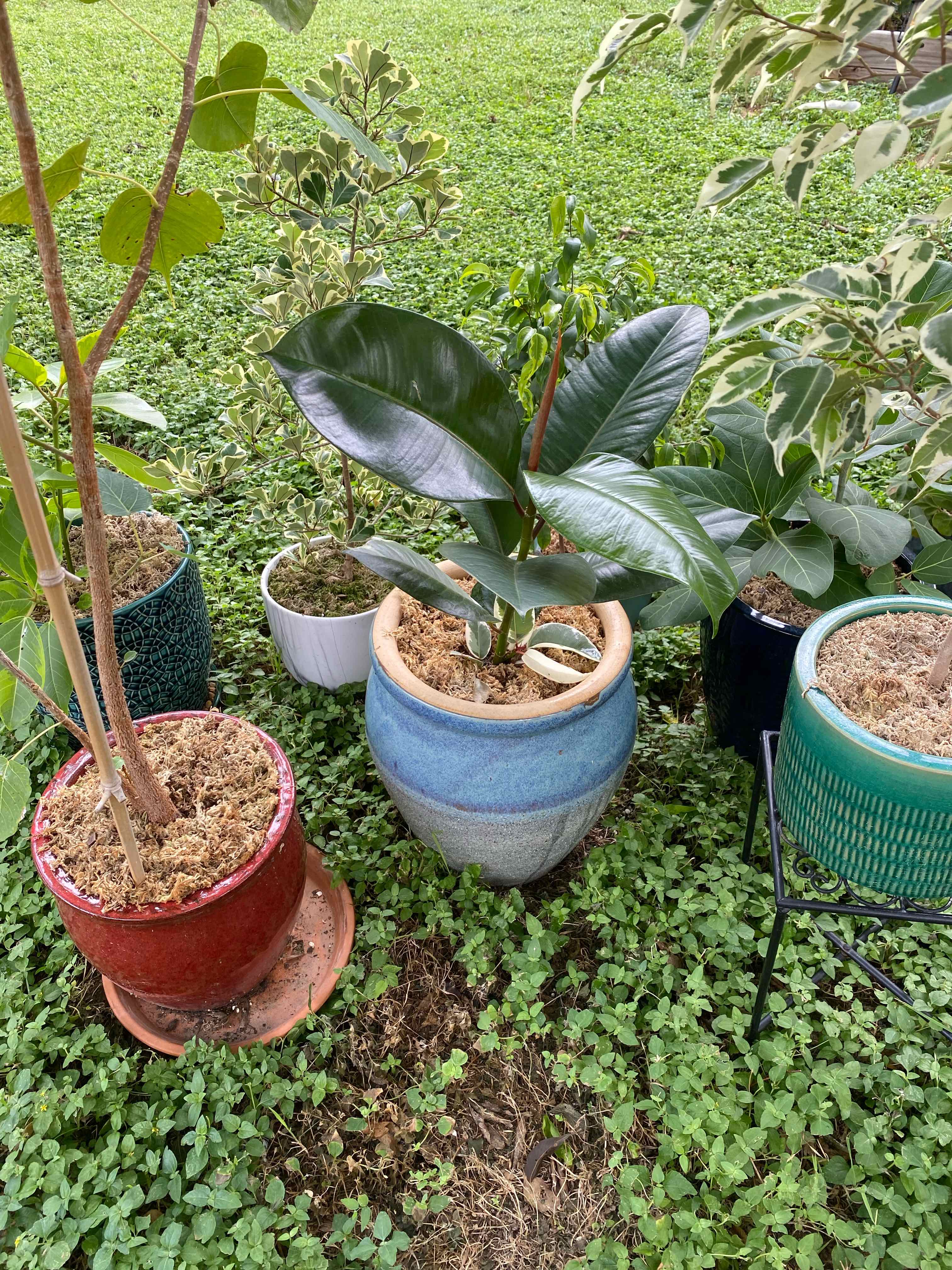 Variegated Rubber Tree plant photo by @RJG named Feeny on Greg, the plant care app.