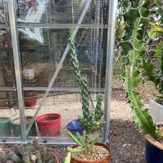 Eve's Needle Cactus plant in Austin, Texas