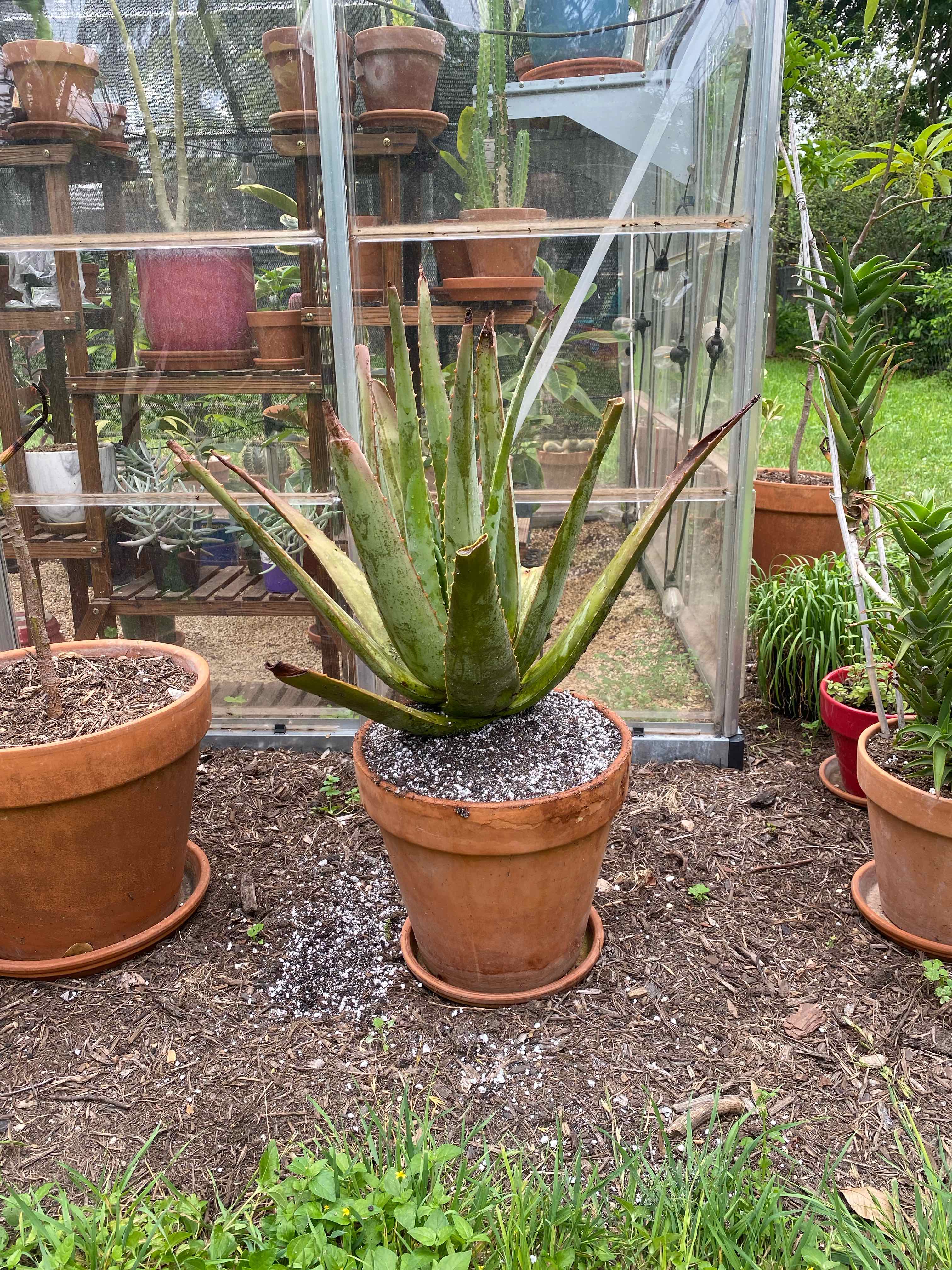 Aloe vera plant photo by @RJG named Regina on Greg, the plant care app.