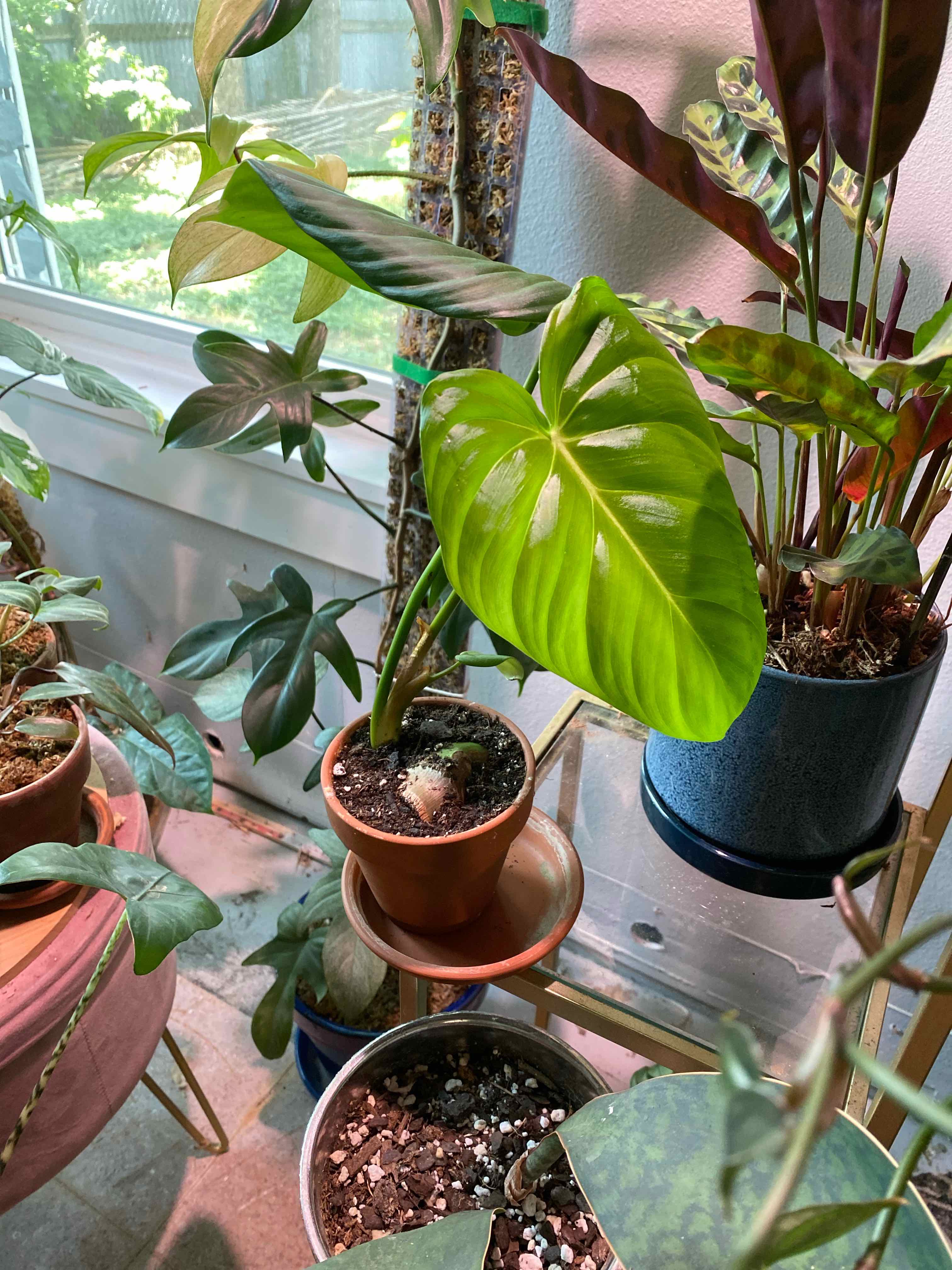 Philodendron 'McDowell' plant in a pot on a shelf with other plants, well-lit and healthy.