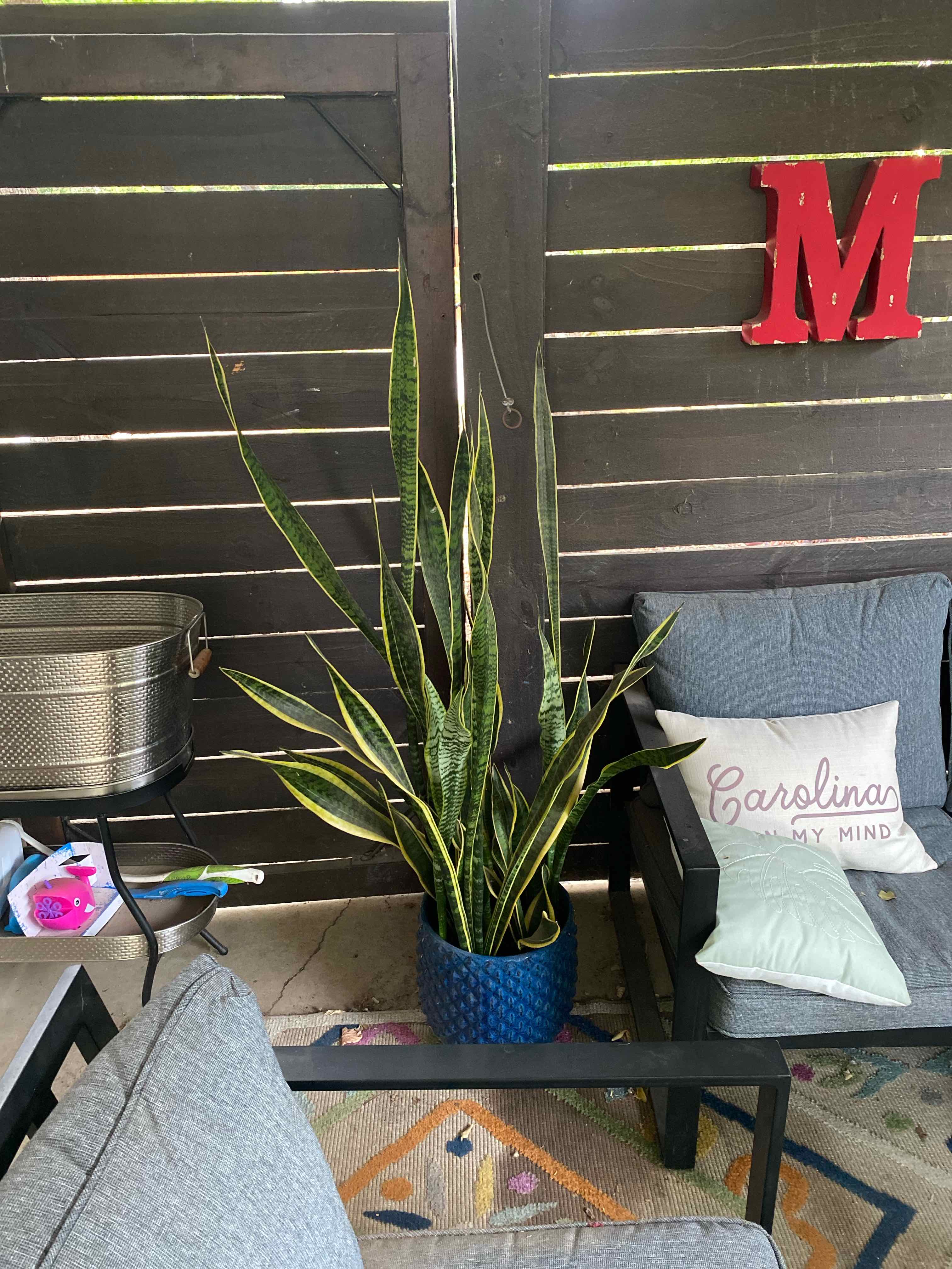 Variegated Snake Plant plant photo by @RJG named Kevin on Greg, the plant care app.
