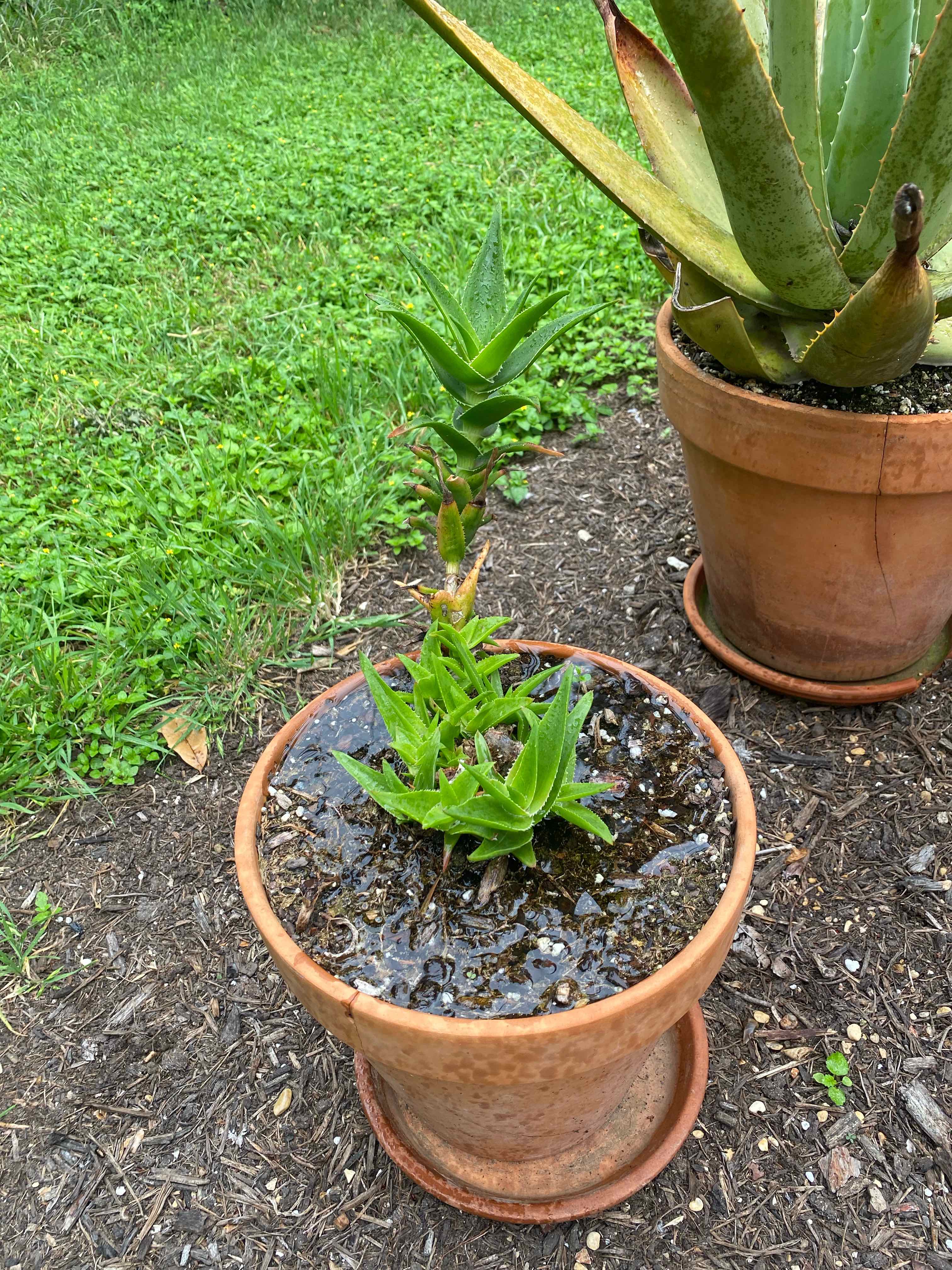 Potted Climbing Aloe plant with healthy green leaves in an outdoor setting.