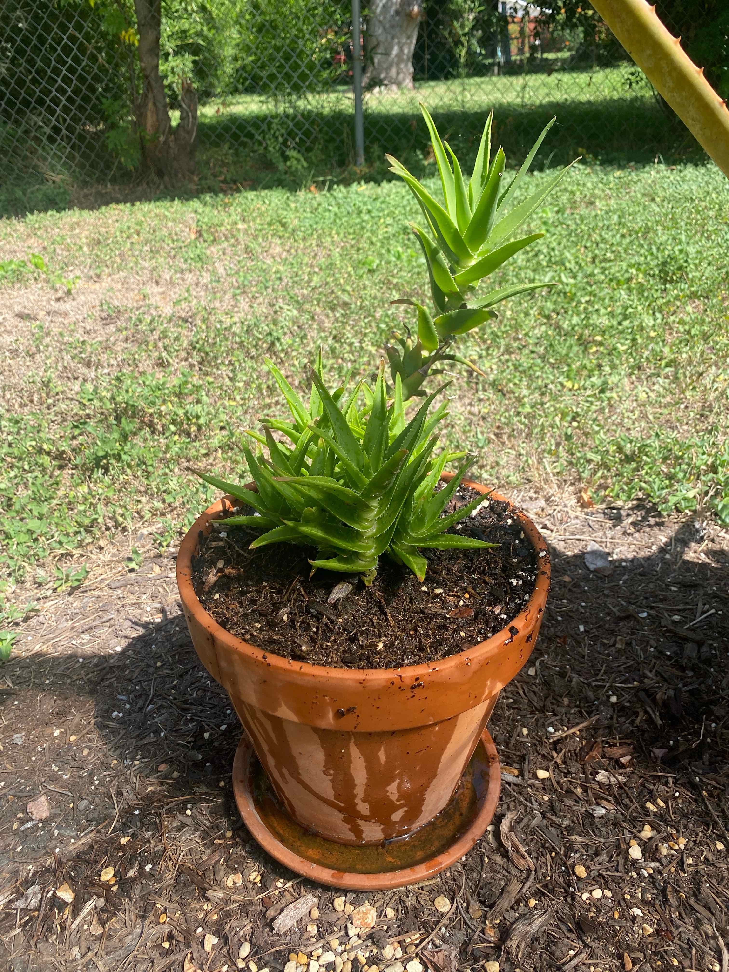 Climbing Aloe plant photo by @RJG named Anna on Greg, the plant care app.