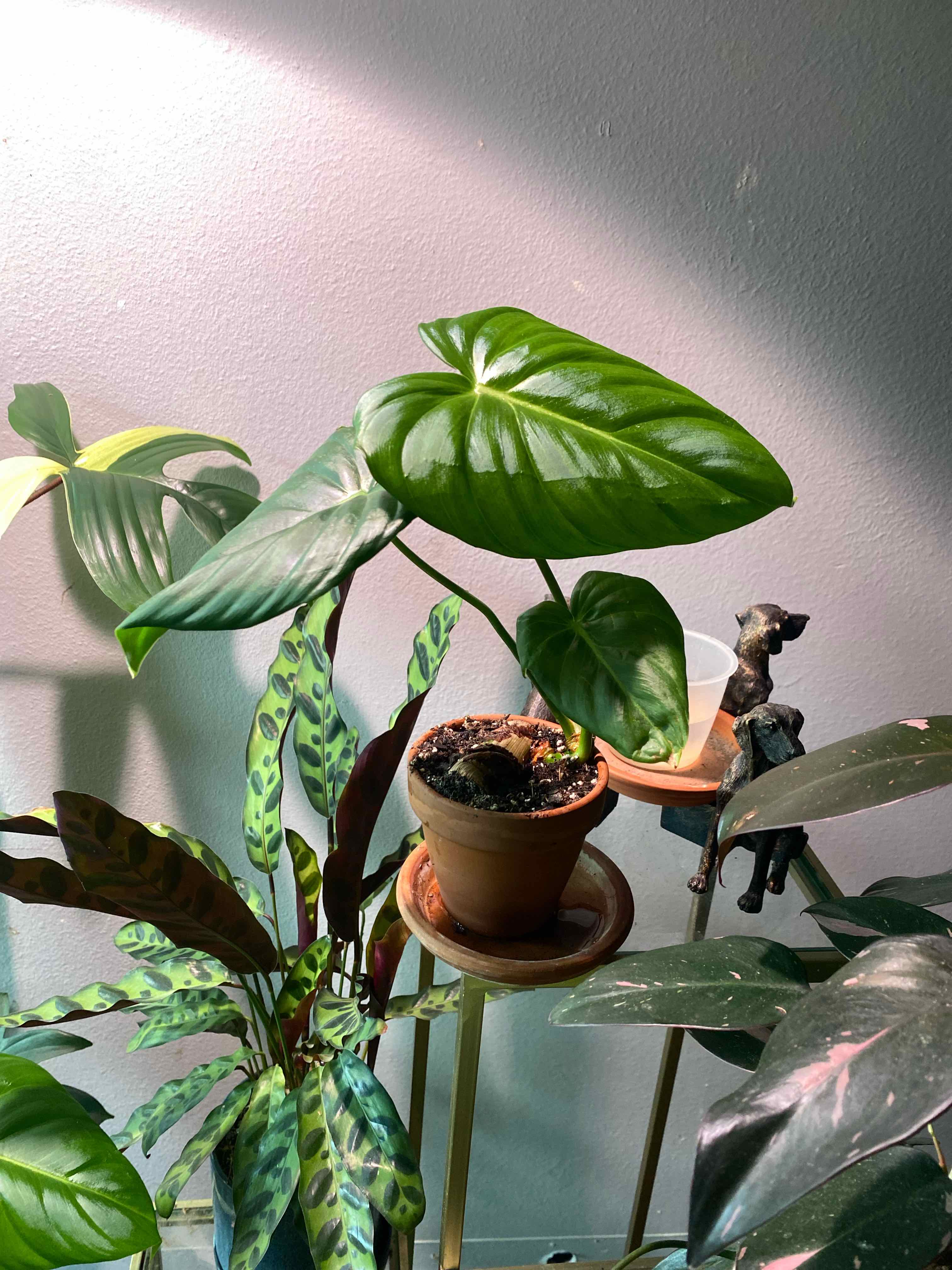 Philodendron 'McDowell' plant in a pot, surrounded by other plants. Leaves are healthy and green.