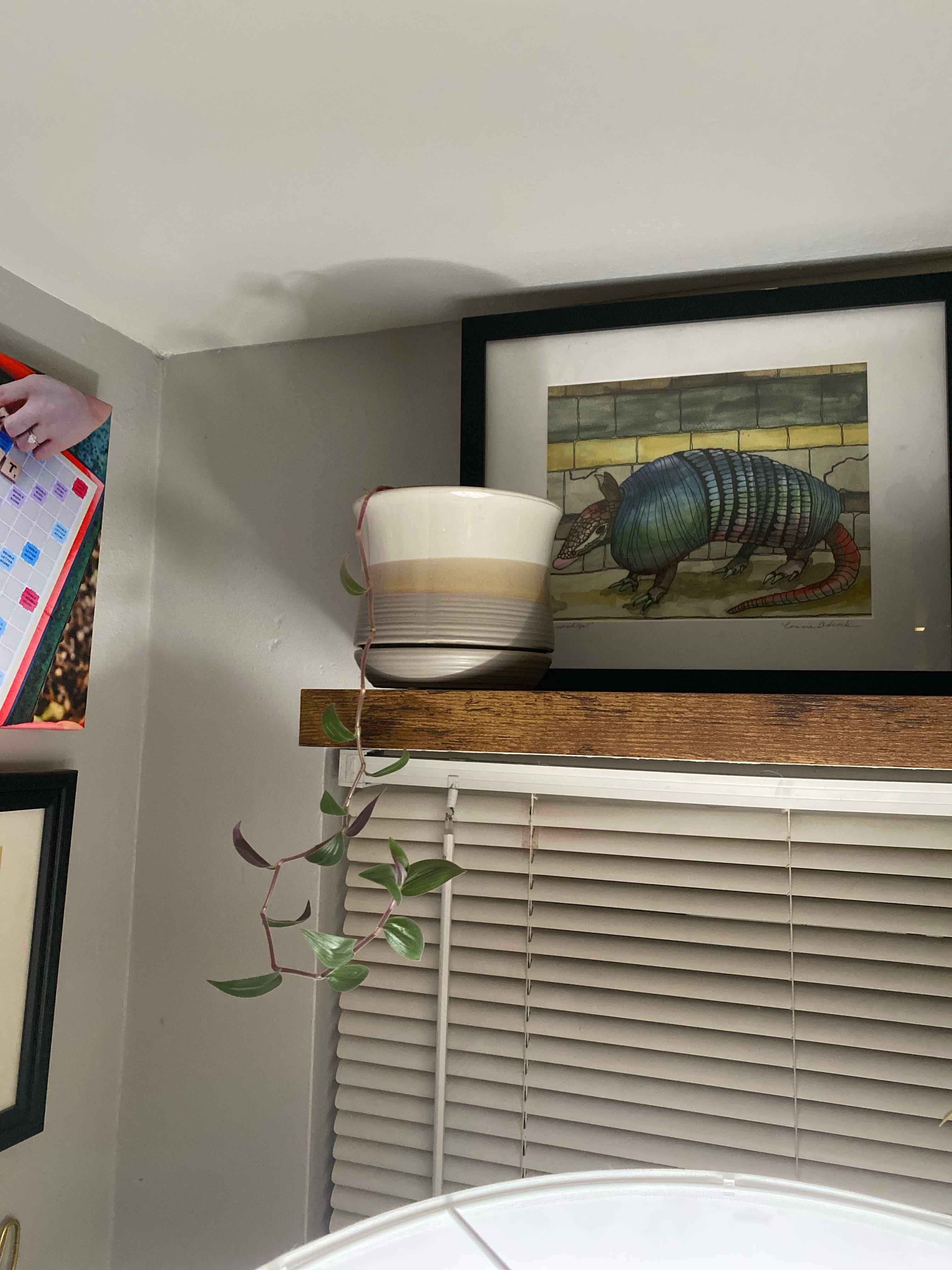 Plant care for Basket Plant on Greg, the plant care app