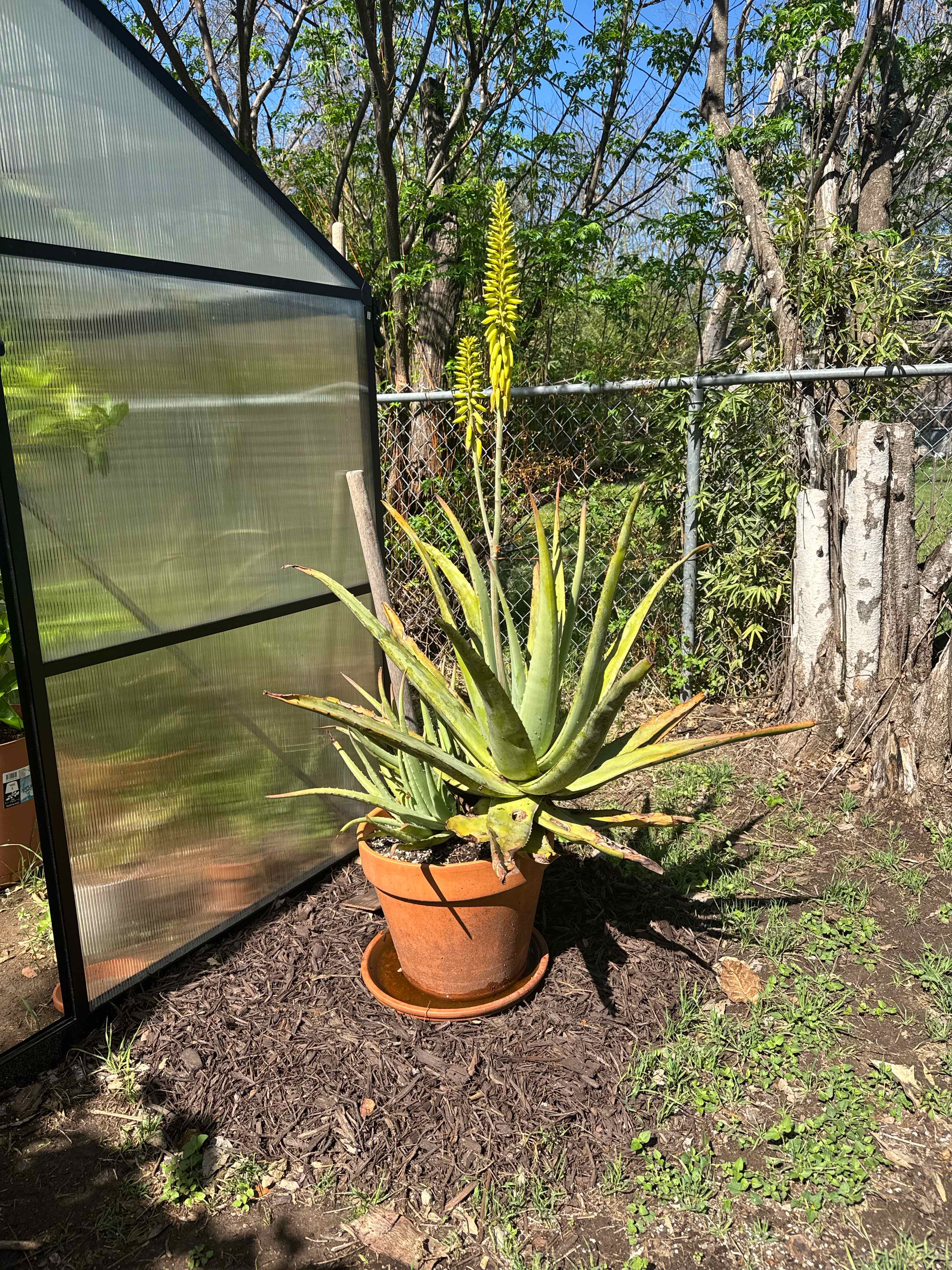 Aloe vera plant photo by @RJG named Rex on Greg, the plant care app.